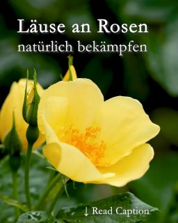 Läuse an Rosen
natürlich bekämpfen
Alle lieben schöne Rosen, säßen da nicht überall lästige Blattläuse an den Trieben. Wer jetzt zur Giftspritze greift, macht alles nur noch schlimmer. Denn Gift macht keinen Unterschied zwischen Nützling und Schädling, es killt alle Insekten. Der Unterschied ist nur, Schädlinge kommen schneller zurück und zack haben Läuse keine natürlichen Feinde mehr.
Es gibt giftfreie und zudem nachhaltige Methoden, Läuse loszuwerden:
+ Waschen Sie Läuse an Rosen mit einem Wasserstrahl aus dem Gartenschlauch einfach ab. Läuse fallen runter und finden den Weg nach oben nicht zurück. Sie kamen ja als Ei auf die Pflanze und sind am Boden völlig orientierungslos.
+ Pflanzen oder säen Sie Kapuzinerkresse. Läuse lieben Kapuzinerkresse und lassen für sie sämtliche Rosen links liegen.
+ Fördern Sie Nützlinge. Marienkäfer, Florfliegen brauchen Läuse zur Aufzucht ihrer Jungen.
+ Richten Sie den Garten vogelfreundlich ein. Singvögel wie Meisen, Zaunkönige, Spatzen, Rotschwänzchen füttern ihrer Jungen bevorzugt mit Läusen. Vergiftete Läuse vergiften auch Vogelkinder, also verwenden Sie kein Insektizid. Auch kein Spülmittel. In einem vogelfreundlichen Garten werden Läuse, Raupen und andere Insekten nie zur Plage!
+ Unterpflanzen Sie Rosen mit Stauden, Sommerblumen und Bodendeckern. Pflanzliche Vielfalt macht den Garten attraktiv für alle. Nützlinge wissen das und helfen Ihnen bei der Jagd auf Läuse.
++ Ändern Sie die Perspektive: Läuse sind als Lebendfutter überaus nützlich für die Natur. Schonen Sie Ihren Geldbeutel und überlassen Sie Nützlingen den Job als Läusejäger und freuen Sie sich über schöne Rosen, ohne Läuse.
Im Blog: Schöne Rosen, bitte ohne Läuse.
https://www.wo-blumenbilder-wachsen.de/laeuse-an-rosen-bekaempfen/
Kurzlink: https://www.insbeet.de/lausfrei
#Rosen #Nützlinge #Läuse #Blattläuse #natürlich #garten #lebenmitblumen #naturnahgärtnern #nachhaltig #lumix