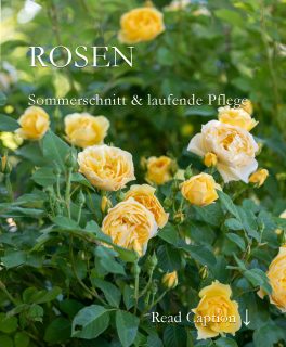 Sommerschnitt der Rosen
Herrlich, die Rosen blühen jetzt überreich. Das ruft die Rosenschere auf den Plan. Warum das? Weil nur gepflegte Rosen hübsch sind und es auch bleiben. Mehr noch: Wer meint, mit der Blüte sei es für dieses Jahr vorbei mit der Blütenpracht, irrt. Öfterblühende Rosen blühen mindestens zweimal im Jahr. Oft auch noch bis zum Frost. Damit das auch klappt, brauchen diese Rosen jetzt einen Sommerschnitt. Und alle Rosen darüber hinaus eine zweite Düngergabe.
+ Darum Rosen im Sommer schneiden
+ Welche Rosen brauchen einen Sommerschnitt und warum?
+ Wie und wo genau Rosen schneiden / ausputzen
+ Welchen Vorteil hat der radikale Rosenschnitt
+ Warum ist Hygiene beim Sommerschnitt wichtig
+ Kranke Rosen schneiden: wie und warum
+ Rosen düngen
+ Rosenkrankheiten vorbeugen und behandeln
Regelmäßiges Ausputzen, düngen und rechtzeitiges Handeln bei Pilzerkrankungen ist wichtig. Worauf Sie achten sollten und warum Hausmittel alleine nicht gegen Rosenpilze helfen.
Im Blog: Rosen düngen, schützen & putzen. So bleiben Rosen gesund
https://www.wo-blumenbilder-wachsen.de/rosen-duengen-schuetzen-putzen/
Kurz: https://www.insbeet.de/gesunde_rosen
Rosenbilder: http://www.insbeet.de/Rosenbilder_zum_Verlieben
Weitere Gartentipps: Bitte folgen Sie naturetoprint und/oder speichern Sie diesen Post. Danke.
#rosen #rosenliebe #rosengarten #düngen #dünger #meingarten #gärtnern #gartentipp #gartenwissen #pflanzenliebe #gartentipps #blumengarten #nachhaltiggärtnern #schönergarten #pflanzenwissen #lebenmitblumen #gartenpflanzen #ziergarten #pflanzen #gartenzeit #gartenblogger #gartenfragen #wirliebenpflanzen #pflanzenpflege