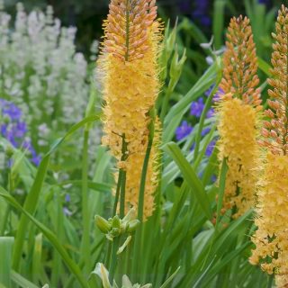 Steppenkerzen, imposante Solitäre im Blumengarten
Steppenkerzen, bot. Eremurus, im Volksmund auch Kleopatranadel, Wüstenschweif oder Lilienschweif genannt, sind Liliengewächse. Ihre Blütenschweife ragen bis zu 250 cm in die Höhe und blühen von unten nach oben ab. Steppenkerzen blühen wochenlang und sind wahre Bienen- und Hummelmagneten.
+ Blütezeit: von Mai bis Juni
+ Standort: volle Sonne
+ Boden: durchlässiger nahrhafter Boden ohne Staunässe
+ Düngen: Kompost oder Bio-Staudendünger im Frühling, zusätzlich Flüssigdünger alle 14 Tage ab April bis Ende der Blüte.
+ Gießen bei Trockenheit
+ Schneiden Sie den verblühten Blumenstiel ab, um die Mutterpflanze nicht zu schwächen.
+ Kleine Steppenkerzen bis etwa 170 cm Wuchshöhe sind erstaunlich standfest, selbst am Hang. Sie brauchen keine Stäbe.
Besonderheit:
Das Laub der Steppenkerze welkt sehr schnell. Pflanzen Sie sie in den Hintergrund oder zwischen kaschierenden Stauden wie Taglilien oder hohen und wuchtigen Storchschnäbel.
+ Pflanzzeit: ab August bis Oktober
+ Setzen Sie die Rhizome, die wie Seesterne aussehen, auf ein 20 cm dickes Drainagebett aus Sand
+ Füllen Sie auf mit einer weiteren Schicht Sand und decken alles mit Pflanzerde ab.
+ Pflanzabstand von Rhizom zu Rhizom 30 - 50 cm
* Markieren Sie die Stelle, um die Rhizome nicht versehentlich zu verletzten.
+ Halten Sie Abstand zu anderen Stauden. Steppenkerzen wollen nicht bedrängt werden.
Im Blog: Steppenkerzen pflanzen, pflegen, vermehren & Pflanzpartner + Video
https://www.wo-blumenbilder-wachsen.de/steppenkerzen/
Kurz: http://www.insbeet.de/Steppenkerzen
#steppenkerzen #eremurus #solitär #pflanzenliebe #pflanzen #blumen #blumengarten #lebenmitblumen #garten #gartenliebe #gärtnern #zwiebelblumen #gartengestaltung #gartenwissen #gartentipps #gartenfragen