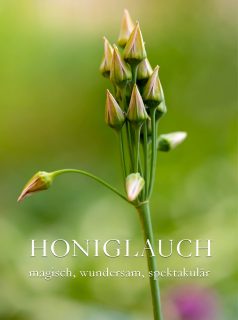 Sizilianischer Honiglauch magisch, wundersam, spektakulär
Sizilianischer Honiglauch aka Bulgarischer Lauch aka Samardala ist eine Besonderheit. Er fängt mit Glockenblüten an und endet mit Hütchen auf den welkenden Blütenständen. Eine magische Wandlung, begleitet von Bienen und Hummeln.
Honiglauch heißt botanisch Allium siculum, wobei Wissenschaftler ihn zwischendurch in Nectaroscordum siculum ssp. bulgaricum umbenannten. Aber diesen Namen konnte sich niemand merken, geschweige denn aussprechen. Also wieder zurück auf Anfang.
+ Honiglauch blüht wochenlang von der Knospe bis zum trockenen Samenstand.
+ Danach sorgt er selbst für Nachwuchs mit Samen und potenten Tochterzwiebeln. Bitte stehen lassen, es lohnt sich!
+ Standort: Sonne bis Halbschatten, am besten einzeln zwischen Stauden.
+ Boden: normale Gartenerde, gut drainiert, kalkhaltig.
+ Honiglauch wächst auch in Pflanzkübeln
+ Er braucht, anders wie einige andere Zierlauche, kaum Platz für welkende Blätter.
+ In Bulgarien heißt Bulgarischer Lauch Samardala. Die getrockneten Blüten und Blätter werden als Gewürz für Blinis verwendet.
Im Blog: Viele Bilder, Video, Pflege und Besonderheiten Sizilianischer Honiglauch
https://www.wo-blumenbilder-wachsen.de/sizilianischer-honiglauch/
Kurz https://www.insbeet.de/Honiglauch
#Zierlauch #Garten #Allium #Honiglauch #BulgarischerLauch #SizilianischerHoniglauch #Bienenpflanze #Magisch #Staudengarten #LebenmitBlumen #OMSystemsde #Naturgarten #topfgarten #lebenmitblumen #lumixphotography #gewürzederwelt