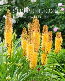 Steppenkerzen, imposante Solitäre im Blumengarten
Steppenkerzen, bot. Eremurus, im Volksmund auch Kleopatranadel, Wüstenschweif oder Lilienschweif genannt, sind Liliengewächse. Ihre Blütenschweife ragen bis zu 250 cm in die Höhe und blühen von unten nach oben ab. Steppenkerzen blühen wochenlang und sind wahre Bienen- und Hummelmagneten.
+ Blütezeit: von Mai bis Juni
+ Standort: volle Sonne
+ Boden: durchlässiger nahrhafter Boden ohne Staunässe
+ Düngen: Kompost oder Bio-Staudendünger im Frühling, zusätzlich Flüssigdünger alle 14 Tage ab April bis Ende der Blüte.
+ Gießen bei Trockenheit
+ Schneiden Sie den verblühten Blumenstiel ab, um die Mutterpflanze nicht zu schwächen.
+ Kleine Steppenkerzen bis etwa 170 cm Wuchshöhe sind erstaunlich standfest, selbst am Hang. Sie brauchen keine Stäbe.
Besonderheit:
Das Laub der Steppenkerze welkt sehr schnell. Pflanzen Sie sie in den Hintergrund oder zwischen kaschierenden Stauden wie Taglilien oder hohen und wuchtigen Storchschnäbel.
+ Pflanzzeit: ab August bis Oktober
+ Setzen Sie die Rhizome, die wie Seesterne aussehen, auf ein 20 cm dickes Drainagebett aus Sand
+ Füllen Sie auf mit einer weiteren Schicht Sand und decken alles mit Pflanzerde ab.
+ Pflanzabstand von Rhizom zu Rhizom 30 - 50 cm
* Markieren Sie die Stelle, um die Rhizome nicht versehentlich zu verletzten.
+ Halten Sie Abstand zu anderen Stauden. Steppenkerzen wollen nicht bedrängt werden.
Im Blog: Steppenkerzen pflanzen, pflegen, vermehren & Pflanzpartner + Video
https://www.wo-blumenbilder-wachsen.de/steppenkerzen/
Kurz: http://www.insbeet.de/Steppenkerzen
#steppenkerzen #eremurus #solitär #pflanzenliebe #pflanzen #blumen #blumengarten #lebenmitblumen #garten #gartenliebe #gärtnern #zwiebelblumen #gartengestaltung #gartenwissen #gartentipps #gartenfragen