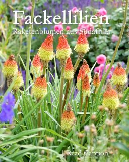 Raketenblume aka Fackellilie aka Knifhofia
Fackellilien begeistern durch große, raketenartige, oft zweifarbige Blütenkerzen. Sie sind ein Hotspot für Bienen, Schmetterlinge und Kolibris und ideal für heiße, sonnige Beete.
Wer Raketenblumen zum ersten Mal entdeckt, vergisst sie nicht. Egal ob Knospe, voll erblüht oder bereits im Verblühen: Die expressiven Fackel- oder Raketenblüten sind unübersehbar. Auch Insekten umschwärmen sie. Zum Glück erstreckt sich die Blütezeit ab Ende Mai / Anfang Juni über mehrere Wochen.
Trotz ihrer exotischen Anmutung ist das Pflanzen und Pflegen der Raketenblume einfach.
+ Pflanzzeit im Frühling
+ Standort volle Sonne
+ Boden durchlässig, kiesig, sandig, kalkhaltig ohne Staunässe
+ Pflanzabstand: 50-70 cm
+ 1-2 Pflanzen je Quadratmeter
Pflege:
+ Gießen bei Trockenheit.
+ Verblühtes bodennah abschneiden, damit sich keine Samen bilden.
+ Rückschnitt erst im Frühling. Die alten Blätter bilden einen Winterschutz.
+ Düngen mit Bio-Staudendünger im Frühling und Mitte Juni.
Im Blog: Fackellilie, Raketenblume aka Knifhofia: markante Staude für Sonnenplätze
https://www.wo-blumenbilder-wachsen.de/fackellilie-raketenblume-knifhofia/
Kurzlink: https://www.insbeet.de/Fackellilie
#Fackellilie #Raketenblume #Südafrika #Stauden #Garten #Bienenpflanze #Gartenwissen #Pflanzenwissen #Gartentipps #lumixphotography