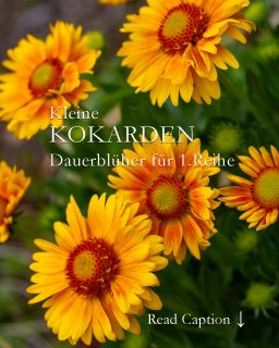 Kleine Kokarden
Die kleine Kokardenblume ist ein echter Dauerblüher für die 1. Reihe
+ ist standfest, auch am Hang
+ verträgt Hitze und Trockenheit
+ blüht durch bis zu Frost, vorausgesetzt Verblühtes wírd laufend und zeitnah ausgeputzt.
+ bienenfreundlich
+ mehrjährig, aber die hübsche Staude ist leider nicht sehr langlebig.
+ nach zwei drei Jahren lässt sie deutlich nach, dann teilen und in frische Erde pflanzen.
+ wächst auch in Betonpflanzsteinen.
Kleine Kokarden wie diese 'Arizona Apricot' gibt es meiner Erfahrung nach selten im Handel, aber man kann sie einfach im März im Haus vorziehen.
++ Samen ernten nicht vergessen.
Im Blog: Kokardenblume, kleiner Dauerblüher für die 1. Reihe
https://www.wo-blumenbilder-wachsen.de/kleine-kokardenblume-dauerblueher/
Kurz: https://www.insbeet.de/Kokarden
#stauden #perennial #garten #blumenbeet #gartenliebe #gartenglück #lebenmitblumen #staudenbeet #astern #kokarden #gartenblog #gardening #pflanzen #gärtnern #gardeninspiration #blumen #instagarden #Aussaat #blume #blüten #naturliebe #gelb #lebenmitblumen #lumixphotography
