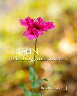 Mohn kann auch anders, denn ...
Wer Mohn im Garten hat, entdeckt auch immer wieder Mohn, der scheinbar völlig aus der Art schlägt. Dieser Mohn ist nur knapp 30 cm groß und hat eine locker gefüllter Blüte. Wie kam er ins Beet?
Jeder Mohn sorgt selber für Nachwuchs, schließlich ist er ein Pioniergewächs und siedelt sich überall an, wo es ihm gefällt. Einfach machen lassen und sich über solche Wunder der Natur freuen.
+ Nach der Mendel'schen Vererbungsregel spalten sich die verschiedenen Eigenschaften z. B. einer Blume bei ihren Nachkommen: Etwa die Hälfte der Nachkommen sehen aus wie die Eltern, ein Viertel wie ein Elternteil, das andere Viertel wie das andere Elternteil.
+ Allerdings gibt es ja selten genetisch gesehen 100% "reine" Pflanzeneltern. Vermehrungsfreudige Pflanzen wie der Mohn kreuzen sich ja schon "ewig" mit ihresgleichen.
+ Was dabei herauskommt wenn irgendwann mal "Bastelmohn" im Garten geblüht hat: Schlafmohn, Pfingstrosenmohn, einfacher Mohn und eben dieser, viel zu kurz gekommene rosa Mohn mit gefüllter Blüte.
+ auch hübsch
+ auch bienenfreundlich
+ darf bleiben, aber nach der Blüte kann er weg.
Im Blog: Mohn nach der Blüte. Wie schneiden, säen und pflegen?
https://www.wo-blumenbilder-wachsen.de/mohn-nach-der-bluete-schneiden/
Kurzlink: https://www.insbeet.de/Mohn_danach
#mohn #klatschmohn #poppies #blüten #gartentipp #pflanzenliebe #naturgarten #gartentipps #gärtnern #gartentipps #blütentraum #poppy #bienenweide #insekten #blumenbeet #blumengarten #blumenliebe #gartenfragen #genetik #pflanzenwissen #saatgut #lebenmitblumen #blumenmachenglücklich #gartenwissen #gartenblogger #lebenmitblumen #lumixphotography