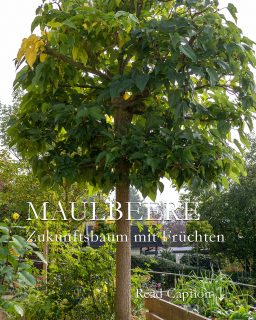 Maulbeerbaum, Zukunftsbaum mit Früchten
Maulbeerbäume können Klimawandel:
+ sie halten Hitze und Trockenheit aus
+ sie wachsen auch auf kargen Böden
Der Plantanenblättrige Maulbeerbaum hat
+ riesige, bis zu 30 cm lange und 20 cm breite Blätter
+ und trägt ab Mitte Juni lange, schwarze Früchte die an Brombeeren erinnern, aber weniger Säure haben.
+ Morus alba platanifolia ist veredelt und wird etwa 7-10 m hoch
+ die Krone bleibt auch ohne Schnitt kugelförmig
+ Der Baum ist sehr wüchsig
+ Zuwachs pro Jahr etwa 20-40 cm
+ Rückschnitt ist ratsam, wenn er in einem kleinen Garten steht.
Der Hängende Maulbeerbaum, Morus pendula
+ ist veredelt und hat hängende Äste
+ der Stamm wächst nicht weiter nach oben
+ nur die Äste werden länger und bilden mit den Jahren eine dichte "Haube"
+ Vorteil: Die Früchte sind leichter zu pflücken, zumindest die an den unteren Rängen
++ Maulbeeren sind Bienenweiden
++ Vogelnährgehölze
++ Obstgehölz
+++ bieten Sicht- und Sonnenschutz
Letzeres waren für mich ausschlaggebend. Denn an meinem Sonnenhang knallt im Sommer den ganzen Tag die Sonne hin. Ohne Maulbeerbaum könnte ich meine Terrasse im Sommer kaum nutzen.
Im Blog: Plantanenblättrige Maulbeere. Magisch schöner Zukunftsbaum
Mit Video und vielen Bildern
https://www.wo-blumenbilder-wachsen.de/plantanenblaettrige-maulbeere/
Kurz: https://www.insbeet.de/maulbeere
#bäume #garten #gartenwissen #bäume #gartentipps #hausbaum #klimawandel #gartengestaltung #gartenblog #klimaschutz #baum #umwelt #gartenbäume #naturschutz #bienenweide #klimawandel #lebenmitblumen #baumliebe #zukunftsbaum #zukunftsplanze #natur #schattenspender