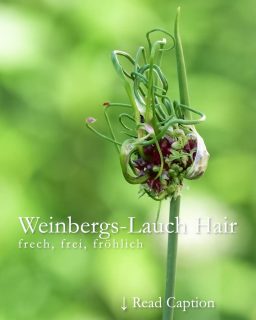 Weinbergs-Lauch Hair
heimische Wildpflanze, bizarr & essbar
Weinbergs-Lauch 'Hair' bot. Allium vineale 'Hair' ist der Punk unter den Lauchgewächsen. Einmal im Garten verwildert er gerne und erscheint plötzlich überall zwischen den Stauden. Wer ihn nicht kennt wähnt gar einen seltsamen Mutanten, aber nein. Hair muss so sein!
Auf der runden grün-purpur Blüte sprießen grüne "Haare" in alle Richtungen. Struwelpeter lässt grüßen.
Blüte: Juni bis August
Wuchshöhe: 70 - 100 cm
Pflanzzeit: September bis November
Standort: sonnig bis halbschattig
Boden: jeder Gartenboden ohne Staunässe, nährstoffreich von sandig bis lehmig
Herkunft: Weinbergs-Lauch Allium vineale ist eine heimische Wildpflanze
Weinbergs-Lauch braucht keinerlei Pflege. Lässt man ihn gewähren, verbreitet er sich durch Bulbillen (Brutzwiebeln) am Schopf und Tochterzwiebeln (unterirdisch).
Pflanzpartner?
Hair sucht sich seine Gesellschaft am liebsten selber aus.
Pflanzen Sie ihn mit etwas Abstand zwischen Stauden oder Sommerblumen, damit er sich frei und ungezwungen bewegen kann.
Ist Weinbergs-Lauch Hair bienenfreundlich?
Ja, Hair nährt Wildbienen und Schmetterlinge mit Pollen und Nektar.
Ist Weinbergs-Lauch essbar?
Ja, die Bulbillen schmecken nach Knoblauch, lauchartig, frisch. Sie toppen Salate, Butterbrote oder Suppen und Eintöpfe.
Im Blog: Weinbergs-Lauch Hair, bizarr, heimisch, nützlich
https://www.wo-blumenbilder-wachsen.de/weinbergs-lauch-allium-hair/
Kurz: https://www.insbeet.de/hair
#allium #zierlauch #naturgarten #zwiebelblume #gartenwissen #gartentipps #heimisch #lumixphotography #lebenmitblumen
