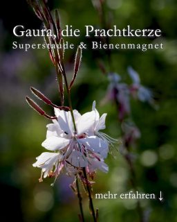 Gaura, die Prachtkerze
Superstaude & Bienenmagnet für extreme Sonnenlagen
Gaura lindheimerii aka Prachtkerze aka Präriekerze ist eine Staude der Superlative. Sie ist extrem hitzetolerant, kommt ohne zusätzlichliches Gießen aus, zieht Bienen und Schmetterlinge an und braucht keinerlei Pflege.
Es gibt rosa und weiß blühende Sorten, wobei meiner Erfahrung nach rosa Gauras im Garten leider nicht sehr langlebig sind. Weiße Gauras bleiben dagegen gerne für immer und vermehren sich zuverlässig durch Selbstaussaat.
Standort: volle Sonne, je luftiger, desto besser
Boden: sehr durchlässig, kiesig, sandig, nährstoffarm, trocken
+ Dauerblüher ab Juni bis zum Frost
+ enorme Fernwirkung
+ Vasenschnitt möglich
Pflege:
+++ NICHT düngen
+++ NICHT gießen, auch nicht bei lang anhaltender Trockenheit
+++ NICHT ausputzen
+ Kürzen Sie abgeblühte Blütenstiele Juli / August um ein Drittel, dadurch wird ein Neuaustrieb forciert.
Weiße Prachtkerzen sind am richtigen Standort winterhart!
+++ Im Spätherbst bodentief abschneiden
+++ Kein Winterschutz nötig
Am richtigen Standort besteht keine Gefahr durch
+ Schädlinge
+ Schnecken
+ Krankheiten
Vermehrung durch
+ Stecklinge halbreifer Blütentriebe, zuvor Blüten abschneiden
+ Sämlinge wachsen ab Mai rund um die Mutterpflanze
+ Aussaat REIFER Samen
Ich empfehle auf Sämlinge im Garten zu warten. Sie erscheinen zuverlässig und sind an ihren spitzen, gepunkteten Blättern leicht zu erkennen. Sämlingsfotos und Tipps zur Vermehrung im Blog:
Gaura, die Prachtkerze, markanter Dauerblüher für extrem trockene Sonnenlagen
https://www.wo-blumenbilder-wachsen.de/prachtkerze-gaura-lindheimeri/
Kurzlink: https://www.insbeet.de/Prachtkerze
#Prachtkerze #Gaura #Stauden #hitze #klimawandel #garten #gartentipps #gartenwissen #blumen #blumenfotografie #lumixphotography #lebenmitblumen