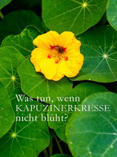 Kapuzinerkresse blüht nicht? Warum, weshalb, wieso?

Kapuzinerkresse ist eigentlich eine völlig unkomplizierte Einjährige Sommerblume, die ab Mai bis zum ersten Frost blüht. Aber keine Regel, ohne Ausnahme. Es gibt durchaus Gründe, wenn Kapuzinerkresse partout nicht blühen will, oder nur viele Blätter bildet. Manchmal stellt sie auch das Wachstum komplett ein.

Warum ist das so?

+ Hitze-Stress 
+ Falscher Standort
+ Zu viel Dünger
+ Zu viele Samen

Was hilft?

++ Welkes Abschneiden
+++ Verblühtes Ausputzen
+ Das Ende der Hitzewelle abwarten 

+ Versetzen an besseren Standort
+ Samen ernten und "Falsche Kapern" ansetzen
+ Gießen, Boden nicht austrocknen lassen.
+ Leicht düngen

Diese und weitere Tipps sowie wirksame Gegenmaßnahmen im Blog:

https://www.wo-blumenbilder-wachsen.de/kapuzinerkresse-blueht-nicht/

Kurz: https://www.insbeet.de/Kapuzinerkresse_zickt 

#kapuzinerkresse #sommerblumen #garten #läuse #blüht #blumen #blumengarten #bauerngarten #pflanzen #pflanzenliebe #gartenwissen #gartentipps #gartenblog #gartenliebe #kräuter #kräuterliebe #küchenkraut #gartenhilfe #lebenmitblumen #pflanzenfreude