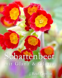 Schattenbeet
mit Glanz & Gloria
Mutter Natur hält auch für absonnige, halbschattige und vollschattige Standorte dankbare Pflanzen bereit. Einige gedeihen im tiefen Schatten, andere bevorzugen etwas lichtere Standorte:
•	Ein absonniger Hof ohne direktes Sonnenlicht
•	Im Schlagschatten eines Hauses, der sich je nach Sonnenstand / Jahreszeit stark variiert.
•	Unter der Krone von Laubbäumen gibt es im Frühling sogar direkte Sonnenlicht.
In einem Schattenbeet ist eben nicht immer alles tiefster Schatten, sondern ändert sich im Verlauf der Jahreszeiten.
Wichtig für die optimale Bepflanzung sind diese Faktoren:
•	Ph-Wert und
•	Feuchtigkeit des Bodens.
•	Lichteinfall im Sommer und im Frühling
Im Vollschatten blühen: Lenzrosen, Christrosen, Immergrün, Hosta, Schaumblüte, Veilchen, Rosenwaldmeister, Lilientraube, Prachtspiere, Tränendes Herz, Schaublatt und Waldmeister.
Im Halbschatten blühen:
•	Akelei
•	Alpenveilchen
•	Dickmännchen, Ysander, Pachysandra terminalis
•	Clematis
•	Chrysanthemen
•	Bergenien
•	Botanische Lilien, Tigerlilie, Türkenbund
•	Eisenhut
•	Echter Sonnenhut Rudbeckia
•	Elfenblume
•	Fingerhut
•	Hundszahn / Forellenlilie
•	Sommerknotenblume
•	Glockenblume
•	Krötenlilie
•	Leberblümchen
•	Lerchensporn
•	Primeln
•	Maiglöckchen
•	Nelkenwurz
•	Purpurglöckchen
•	Salomonssiegel
•	Sterndolde 
•	Sterngladiole
•	Storchschnabel
•	Echtes Lungenkraut
•	Viola, Veilchen 
•	Waldanemonen
•	Waldhyazinthen / Bluebells
•	Waldlilie
Im Blog: 40 Stauden & Zwiebelblumen für den Schattengarten in Wort, Bild und Video
https://www.wo-blumenbilder-wachsen.de/schattenbeet/
Kurzlink: https://www.insbeet.de/Schattenbeet
#Schattenbeet #Schattengarten #Gartengestaltung #Halbschatten #Gartenwissen #Gartentipps #Gartenblogger #Gartenblog #lumixphotography