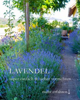 Lavendel gratis ...? Ja!
Lavendel ist in Gärtnereien die meist verkaufte Pflanze!
Dabei ist es so einfach, Lavendel zu vermehren. Ich meine nicht über Aussaat oder Stecklinge. Nein, es geht viel einfacher und hat, neben gratis Jungpflanzen zu bekommen, 3 weitere Vorteile.
Gratis Lavendel durch die Mulchmethode:
+ Lavendel schneiden und das Schnittgut klein schnibbeln.
+ Sonniges Beet vorbereiten
+ Klein geschnittenen Lavendel auf dem Beet dick verteilen
+ Einfach abwarten
++ Sämlinge erscheinen zuverlässig im kommenden Frühling
Vorteile:
+ Gratis Lavendel
+ Feuchtigkeit hält sich
+ Unkraut wird unterdrückt
+ Boden wird geschützt und beschattet
+ Gut für Würmer und andere Bodenlebewesen
+ Spielplatz bzw. Futterplatz für Amseln
+++ Schutz vor Schnecken
Im Blog: Gratis Lavendel + Lavendelrezepte für Küche und Haus + Lavendel pflegen + Video
https://www.wo-blumenbilder-wachsen.de/lavendel-gratis/
Kurzlink: https://www.insbeet.de/Lavendel-gratis
Weitere GARTENTIPPS: @mynaturetoprint folgen und diesen Post speichern. Gerne Post teilen.
#lavendel #bienen #kräuter #garten #gartentipp #gartentipps #gärtnern #gartenliebe #pflanzen #meingarten #blumen #gartenfragen #gartenwissen #kräuterliebe #blumenbeet #gartenpflanzen #blumenliebe #bienenfreundlich #blumengarten #pflanzenpflege #grünerdaumen #lavender #gartenblog #naturgarten #gartengestaltung #pflanzenliebe #gartenjahr #lebenmitblumen #gartenglück #lumixphotografie