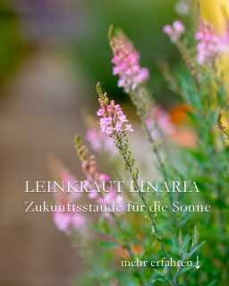 Zukunftsstaude Purpur-Leinkraut aka Linaria purpurea
Purpur-Leinkraut ist eine filigrane Wildstaude. Sie kann Klimawandel, ist pflegeleicht, gesund und blüht violett, rosa oder weiß. Linaria purpurea bereichert sonnige Steppen- und Blumenbeete und wird ganz einfach vermehrt.
Standort: trocken, heiß, sonnig,
Wächst auch in Pflasterfugen, Schmutzstreifen am Haus entlang, auf einem Dach. Einmal im Garten etabliert sät sie sich gerne überall von alleine aus, ohne dabei lästig zu werden. Unerwünschte Sämlinge lassen sich ganz einfach entfernen.
Boden: mager, kiesig, sandig, durchlässig, kalkhaltig
Blütezeit: von Mitte Mai bis September / Oktober
Pflege: Keine, außer dem Schnitt
+++ Nach dem 1. Flor bodentief abschneiden fördert einen 2. Flor
+ Bodentiefer Staudenschnitt im Spätherbst oder im zeitigen Frühjahr
Vermehrung
+++ Viele Jungpflanzen gewinnt man am besten durch Selbstaussaat
+++ Sämlinge sind leicht erkennbar und lassen sich gut versetzen
+++ Linaria purpurea lässt sich im März auch einfach im Haus vorziehen
+++ Stecklinge funktionieren im Sommer bis Johannis auch recht gut
++++ Linaria ist ein Bienenmagnet
++++ Keine Schneckengefahr
+ Selten Mehltau. Dann Trieb abschneiden und gut ist.
Gut zu wissen: Purpur-Leinkraut ist NICHT Echtes Leinkraut. Diese blüht gelb-orange und wird auch Frauenflachs genannt.
Tipps zur Vermehrung, Besonderheiten und Pflanzpartner im Blog:
Purpur-Leinkraut, filigrane Wildstaude für extrem sonnige Lagen
https://www.wo-blumenbilder-wachsen.de/purpur-leinkraut/
Kurz: https://www.insbeet.de/Leinkraut
#stauden #ziergarten #staudenbeet #blumen #gartenwissen #gartentipps #naturgarten #staudengarten #gärtnern #pflanzentipps #grünerdaumen #gartenzauber #pflanzenliebe #pflanzenpflege #anzucht #bienenfreundlich #blumengarten #gartengestaltung #bienen #gartenblogger #naturimgarten #rettetdiebienen #gartenfragen #nachhaltigesgärtnern #gartenblog #vorgarten #landhausgarten #lumixphotography