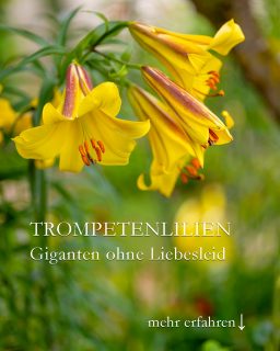 Trompeten-Lilien, Giganten aus Amerika
Trompeten-Lilien überzeugen mit gigantisch großen Blüten in Gelb, Orange und Rosa auf hohen Stielen. 
+ Herkunft Amerika 
+ Trompetenlilien sind wahre Queens und lassen sich sich sehr gut in einem gemischten Staudenbeet integrieren. Sie dominieren über alle anderen Stauden - aber eben nur für kurze Zeit.
+ Standort: Halbschatten
+ Boden: Nahrhafter Boden. Je besser der Boden, desto höher werden sie.
+ Zwiebeln spatentief setzen!
+ Pflege: Bei Trockenheit gießen.
+ Nach der Blüte: Verblühten Blütenkranz abschneiden, Stiel und Blätter stehenlassen, bis sie von alleine welken.
+ Blütezeit Juli
+ Wuchshöhe: 120-150 cm. Je älter, desto höher.
+ Duften süßlich, stark und angenehm
+ Insektenfreundlich
+++ Lilienhähnchen lassen Trompeten-Lilien zumeist in Ruhe!
Im Blog:
Trompeten-Lilien pflanzen, pflegen & lieben
https://www.wo-blumenbilder-wachsen.de/trompeten-lilien/
Kurzlink: https://www.insbeet.de/Trompeten-Lilien
#lilien #gartenwissen #gartentipps #zwiebelblumen #omsystemde #gartenblog #gärtnern #naturgarten #staudengarten #kleingarten #gartenparadies #pflanzentipps #blüten #gartenliebe #pflanzenpflege #pflanzenliebe #gartentipp #bienenfreundlich #pflanzenwissen #blumengarten #bienenweide #gartenfragen #gartenblogger #lumixphotography
