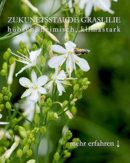 Zukunftsstaude Graslilie 
hübsch, heimisch, klimastark
Die Graslilie, bot. Anthericum ist eine heimische Wildstaude für extrem sonnige, heiße Standorte mit mageren, durchlässigen, sandigen oder steinigen Böden. Wo andere Pflanzen scheitern, zeigt die Graslilie Stärke und ab Juni wunderhübsche Sternblüten, die an Lilien erinnern. Daher der Name.
Graslilien haben extrem lange, robuste Wurzeln, mit denen sie Wasser in tieferen Erdschichten anzapfen und so auch lange Trockenzeiten überdauern.
Standort: volle Sonne
Boden: durchlässig, sandig, kiesig, nährstoffarm
Wuchshöhe: 
•	Ästige Graslilie, Anthericum ramosum 30-60 cm
•	Ährige Graslilie, Anthericum liliago 40-70 cm
Blütezeit: Juni bis August
Pflege
•	Keine Pflege 
•	Kein Dünger
•	Im Frühjahr altes Laub entfernen, das klappt auch ohne Schere.
•	Gießen nicht nötig
Vermehren 
•	Durch Selbstaussaat, oder:
•	Verblühte reife Blütenstängel auf Beets legen, Stelle markieren, Sämlinge erscheinen im nächsten Frühling.
•	Teilen des Wurzelstocks im Herbst oder im Frühling
Schneiden
•	Schneiden nicht nötig. 
•	Verblühtes nur abschneiden, wenn man Selbstaussaat verhindern möchte. 
•	Vögel holen sich die Samen.
Krankheiten
Am richtigen Standort wird die Wildstaude weder krank, noch von Schnecken heimgesucht.
Außerdem
Graslilien sind insektenfreundlich, insbesondere für Schwebfliegen und Bienen. 
Pflanzpartner:
•	Kalifornischer Goldmohn
•	Taglilien
•	Lavendel
•	Fetthenne / Sedum / Mauerpfeffer in allen Variationen und Wuchshöhen
•	Spornblumen
•	Steinquendel aka Bergminze
Alles Weitere und viele Fotos im Blog:
Die Graslilie, Zukunftspflanze, die es heiß, sonnig & trocken mag
https://www.wo-blumenbilder-wachsen.de/graslilie-wildstaude-sonnig-trocken/
Kurzlink: https://www.insbeet.de/Graslilie
#Stauden #Klimawandel #Gartenwissen #Wildstauden #Bienenpflanzen #insektenfreundlich #Gartentipps #Lumixphotografie #lebenmitblumen