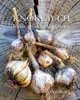 Knoblauch ernten im Topfgarten

Eigenen Knoblauch zu ziehen ist einfach.

+ Stecken Sie Knoblauchzehen einzeln in die Erde
+ Schauen Sie dem Knoblauch einfach beim Wachsen zu.

+ Erst wachsen lange grüne dünne Blätter, die an dürren Lauch erinnern.
+ Im Juni / Juli wächst ein langer Stängel mit einer kleinen runden, weißen Knospe. Diese ist essbar und schmeckt auch nach Knoblauch.

+ Gleichzeitig welkt das Laub.
+ Bevor das Laub komplett "verschwindet" graben Sie den Knoblauch vorsichtig aus.

+++ Erde abschütteln und die Knollen luftig, aber dunkel trocknen lassen.

Muss es besonderer Pflanz-Knoblauch sein? Kann sein, dass diese Sorten größer werden, aber meiner Erfahrung nach funktioniert jeder Knoblauch. Auch Chinesischer Knoblauch aus dem Supermarkt. Knoblauchzehen wissen nicht, woher sie stammen und wachsen einfach. Bei mir im Topfgarten zwischen Erdbeeren und Blaubeeren.

+++ Knoblauch zwischen Erdbeeren gesteckt hält Schädlinge fern und fördert der Geschmack.

Wenn jeder wüsste, wie einfach Knoblauch wächst, würden es alle machen. Man braucht dafür noch nicht einmal einen Garten. Blumentopf oder Pflanzkübel genügen völlig.