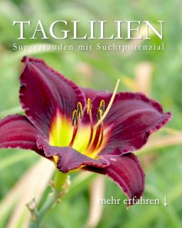 Taglilien
Superstauden mit Suchtpotenzial
Taglilien, bot. Hemerocallis sind großartige Stauden für Anfänger, „faule aber intelligente“ Gärtner und sehr begehrt von vielen Sammlern.
+ Standort: Sonne bis Halbschatten
+ Boden: Jeder normale Gartenboden, egal ob sandig oder lehmig und alles dazwischen.
+ Taglilien wachsen auch in Pflanzkübeln und Betonpflanzsteinen.
+ Pflanzzeit: Frühling, Spätsommer, Herbst
+ Blütezeit: von Mai bis September / Oktober, je nach Sorte
+ Blüten:
• Cremeweiß, Gelb, Aprikot, Orange, Rot, Rosa, Pink, Weinrot, Violett, auch mehrfarbig wie rot mit gelben Schlund.
• Es gibt klein- und großblütige Taglilien sowie sogenannte Spider und Ufos, also mit langen verdrehten Blütenblättern.
• Gefüllte Blüten und solche mit gekräuselten Rand.
• Knospen und Blüten sind essbar und schmecken sehr gut, fruchtig und süß. Jede Sorte schmeckt anders.
Wuchshöhe: 30 cm bis 180 cm
+ Pflegen:
• Nach dem Pflanzen angießen und wachsen lassen.
• Düngen Sie im Frühling zum Austrieb mit Bio-Staudendünger, Hornspänen oder Kompost.
• Düngen Sie ein zweites Mal Mitte Juni und/oder direkt nach der Blüte.
• Verwenden Sie KEIN Blaukorn!
• Hungernde Taglilien bekommen gelbe Blätter. Eine Kopfdüngung mit flüssigen Blumendünger hilft sofort.
• Kein Rückschnitt im Herbst.
+ Ausputzen:
Jede Taglilienblüte blüht nur einen Tag und danach kann sie weg.
+ Schneiden nach der Blüte verblühte Blütenstängel bodentief ab.
+ Gießen
Taglilien haben fleischige Wurzeln, die viel Wasser speichern können. Trockenzeiten und heiße Tage überstehen sie gut.
Taglilien Besonderheiten, vermehren, fotografieren, Pflanzpartner im Blog:
https://www.wo-blumenbilder-wachsen.de/taglilie-pflegeleichte-staude/
Kurzlink: https://www.insbeet.de/Pflegeleichte-Taglilien
# taglilien #hemerocallis #stauden #staudengarten #gartentipps #naturgarten #pflanzentipps #gartenwissen #lumixphotography