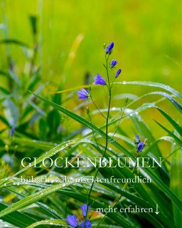 Glockenblumen, hübsch, zäh, insektenfreundlich
Hummeln würden Glockenblumen kaufen. Bienen auch und seitdem sie in meinem Garten wachsen, möchte ich Campanula auch nicht mehr missen, denn sie sind immer für eine Überraschung gut.
+ Standort: Sonne bis Halbschatten
+ Boden: Jeder normale Gartenboden ohne Staunässe
+++ Rundblättrige Glockenblume 'Olympia' sieht zart aus, ist aber ein zäher Vagabund. Sie sät sich gerne überall aus. Auch in Pflasterfugen, Mauerspalten oder frech zwischen andere Stauden.
+ Polsterglockenblumen wachsen gut auf Baumscheiben und in schwierigen Betonpflanzsteinen. Dort legen sie sich schön über die Kante und wallen nach unten wenn sie eine gewisse Größe erreicht haben.
+ Trockenheit und Hitze werden recht gut vertragen.
+ Kaum Pflege nötig: Verblühtes abschneiden oder ausputzen, dadurch verlängert sich die Blütezeit.
+++ Einfache Vermehrung:
+ Aussaat im Frühjahr ab März im Haus, oder direkt ins Beet bis Juni / Juli.
+ Teilen des Wurzelstocks. Marienglockenblumen brauchen allerdings zwei, drei Jahre, bis der Wurzelstock groß genug dafür ist.
Mehr erfahren über Glockenblumen, Sorten, Standorte, Pflege, Pflanzpartner und Besonderheiten
https://www.wo-blumenbilder-wachsen.de/glockenblume-campanula/
Kurzlink: https://www.insbeet.de/Glockenblume
#Stauden #Garten #Gartenwissen #Gartentipps #Pflanzenwissen #Gartenblog #lumixphotography #Sommerblumen #Glockenblumen #gärtnern #lebenmitblumen #Staudengarten #naturgarten #balkongarten #topfgarten