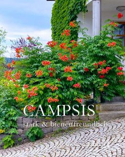 Campsis, starke Kletterpflanze für Fassade, Kübel & Pergola

Klettertrompete Campsis ist eine wüchsige, winterharte Kletterpflanze mit auffallend großen Trompetenblüten. Je nach Sorte blüht Campsis in Orange, Gelb oder Lachsrot.

+ Standort: sonnig und warm.
+ Boden: normaler Gartenboden
+ Wuchshöhe: 6-10 m, je nach Sorte
+ Wuchsbreite: 3-7 m, je nach Sorte
+ Verwendung: begrünt Fassaden, Mauern, Zäune, Pergolen
+ Blütezeit: Juli bis September
+ Winterhärte bis mindestens - 16°C
+ Campsis bildet kaum Haftwurzeln und braucht daher eine sehr stabile Kletterhilfe
- Bildet Ausläufer
- Leicht giftig
+ Eignet sich auch für einen großen Kübel, was Ausläufer verhindert.

++ Bienen und Hummeln lieben alle Klettertrompeten, insbesondere wegen ihrer späten Blüte im Hochsommer.

+ Funfact: Ameisen beschützen "ihre" Campsis vor Schädlingen.

Im Blog: Die schönsten 10 Kletterpflanzen für kleine Gärten
https://www.wo-blumenbilder-wachsen.de/10-kletterpflanzen-kleine-gaerten/

Kurz: https://www.insbeet.de/10kletterpflanzen

#kletterpflanzen #garten #sichtschutz #gartengestaltung #garteninspiration #terrassengestaltung #gartenideen #gartenliebe #hausundgarten #terrasse #gartentipps #gartenwissen #pflanzenliebe #naturgarten #gartenplanung #gartenlounge #gartentipp #gartentraum #grünerdaumen #pergola #balkon #terrassenüberdachung #gartenparadies #balkonien #gartenblogger #gartenlust #schönergarten #ziergarten #landhausgarten