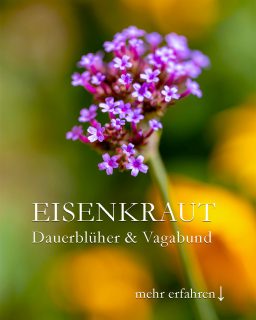 Patagonisches Eisenkraut, Bienen & Schmetterlingspflanze
Patagonisches Eisenkraut, bot. Verbena bonariensis, ist ein Dauerblüher für sonnige bis halbschattige Standorte. Die krautige Pflanze ist eine (kurzlebige) Staude, ein Vagabund im Garten, der sich seinen Standort jedes Jahr durch Selbstaussaat neu aussucht. Patagonisches Eisenkraut ist nur bedingt winterhart.
+ Blütezeit: ab Juli bis zum Frost
+ Standort: sonnig bis halbschattig
+ Boden: durchlässig & nährstoffreich
+ Patagonisches Eisenkraut vermehrt sich am liebsten selbst. Sämlinge erscheinen im Frühling, gut erkennbar an den rauen, dunkelgrünen Blättern und kantigen Stielen.
+ Aussaat im Spätherbst / Winter ist auch möglich. Stichwort Kaltkeimer.
+ Pflege? Keine!
+++ Verträgt Hitze und Trockenheit
Im Blog: Patagonisches Eisenkraut, Zukunftspflanze
https://www.wo-blumenbilder-wachsen.de/patagonisches-eisenkraut-verbene/
Kurz: https://www.insbeet.de/Eisenkraut
#Kaltkeimer #Verbene #Staudengarten #Staude #Dauerblüher #Natur #Blume #Schmetterlingspflanze #Bienenpflanze #lumixphotography #gartenwissen #gartentipps #landgarten #insektenfreundlich #lebenmitblumen