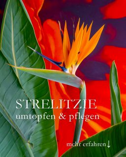 Strelitzie / Paradiesvogelblume umtopfen & pflegen
Die Strelitzie ist eine erstaunlich robuste und pflegeleichte exotische Kübelpflanze. Sie braucht zwar sieben Jahre, um zur Blüte zu kommen, danach blüht sie jedoch zuverlässig Jahr für Jahr. Geduld, Geduld, es lohnt sich!
+ Standort sonnig.
+ Viel Licht, Wärme, 18 bis 25 Grad
+ Im Sommer kann die Strelitzie auch draußen stehen,
+ dann aber vor Wind geschützt
+ Gießen: einmal wöchentlich mindestens
+ im Sommer und bei Hitze auch öfter
+ Durst zeigt die Paradiesvogelblume durch eingerollte Blätter
+ Von März bis Oktober alle 14 Tage düngen mit flüssigen Blumendünger
+ Pflege: ab und zu entstauben
+ Gelegentlich besprühen mit zimmerwarmen Regenwasser
Umtopfen:
+ Runden Pflanzkübel wählen, besser breit, als hoch.
+ Die dickfleischigen Wurzeln können viel Wasser speichern
+ Umtopfen größerer Exemplare gelingt nur zu zweit und ist sehr anstrengend.
+ Manchmal muss sogar eine Säge ran, um den Wurzelstock zu bändigen. Keine Sorge. Die Strelitzie ist zäh und steckt das locker weg. Sie treibt nach so einer Aktion schnell wieder aus.
+++ Bilder vom Umtopfen im Blog!
Strelitzie blüht nicht?
+ Zu junge Pflanze. Geduld! 7 Jahre braucht sie bis zur 1. Blüte.
+ Blühpflanzendünger verwenden und davon nicht zu viel, sonst gibt's nur Blätter.
Winterquartier?
+ Vergessen Sie's! Ab einer gewissen Größe muss auch eine Strelitzie mit dem zurechtkommen, wo sie nun einmal steht. Bei mir seit über 25 Jahren im Büro an einem bodentiefen Südfenster. Umziehen quasi unmöglich.
Im Blog: Strelitzie umtopfen und pflegen
https://www.mein-blumenbild-des-tages.de/strelitzie-umtopfen-pflegen/
Kurz: https://www.insbeet.de/Strelitzie
#paradies #exotisch #kübelpflanzen #umtopfen #strelitzie #zimmerpflanzen #pflanzenliebe #grünpflanzen #grünerdaumen #pflanze #büropflanze #pflanzenwissen #pflanzenpower #pflanzentipps #urbanjungleblogger #blütentraum #urbanjungleblog #topfpflanze #strelitzie