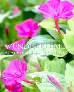 Wunderblume Limelight ist eine Sommerblume der Extraklasse:
1. Besonderheit
Manche Wunderblumen, wie die Sorte ‚Marbles Mix‘ blühen in mehreren Farben an EINER Pflanze.
'Limelight' punktet dagegen mit limonengrünen Blätter und Blüten in Neonpink.
2. Besonderheit
Wunderblumen blühen erst nachmittags gegen 16 Uhr auf. Deswegen heißt sie auch Vier-Uhr-Blume, Four o’Clocks oder Schöne der Nacht. Morgens sind die Blüten noch bis etwa 10:30 geöffnet, aber danach halten sie Siesta.
3. Besonderheit
Wunderblumen blühen überreich und produzieren Unmengen an Samen. Dennoch muss man sie nicht ausputzen.
+ Standort: sonnig bis halbschattig
+ Boden: nahrhaft, gerne auch lehmig.
+ Verwendung: im Beet, Pflanzkübeln, Blumenkasten.
+ Wuchshöhe: gut 70 cm hoch und ebenso breit.
+ Pflege: Gießen bei Trockenheit, insbesondere bei Kübelkultur. Die Pflanzen brauchen relativ viel Wasser und Dünger.
+ Ernten Sie Samen, sobald sie reif sind und runterfallen.
++ Samen teilen mit Freunden und Freundinnen. Wunderblumen produzieren genug Samen für alle!
++ Das Saatgut überlebt auch hiesige Winter im Garten.
++ Vermehren:
Aussaat ab Mitte März auf dem Fensterbrett. Weichen Sie die dicken Samen zuvor 24-48 Stunden in Wasser ein.
Sämlinge früh pikieren und pinzieren, damit buschig werden.
Jungpflanzen dürfen erst nach den Eisheiligen ins Beet.
+ Überwintern:
Wunderblumen bilden Knollen, die man im Herbst ausgraben und wie Dahlien überwintern kann.
Vorsicht:
Wunderblumen sind in allen Teilen giftig. Nicht essen, nur gucken! Das gilt insbesondere für Samen und Rhizome.
Im Blog: Wunderblume Mirabilis säen, pflegen & überwintern.
https://www.wo-blumenbilder-wachsen.de/wunderblume-mirabilis-aussaat/
Kurzlink: http://www.insbeet.de/Wunderblume
Wunderblumen #Sommerblumen #gartenwissen #gartenfragen #blumen #lebenmitblumen #lumixphotography #blumenfotografie #gartentipps #kübelpflanzen #gartenblog