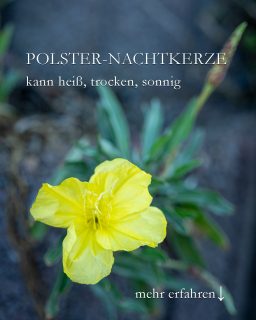 Polster-Nachtkerze Missouri, Zukunftsstaude für extrem sonnige Standorte
Die niedrige Nachtkerze Missouri begrünt schwierige Stellen im Garten und blüht im schönsten Gelb.
+ Standort: sonnig
+ Boden: trocken, mager
+ Verwendung: auf Baumscheiben, Hangbeete, Betonpflanzsteine, Tröge
+ Missouri bildet bis zu 80 cm lange Ranken, die sich schön über Mauersteine legen.
+++ Nachtkerzen sind begehrte Futterquellen für Nachtfalter, u. a. das Taubenschwänzchen
+ Pflege: Pflanzen, angießen, wachsen lassen.
+ Ausputzen fördert weitere Knospen und Blüten.
+ Wenig düngen, wenn dann mit Kompost oder Staudendünger.
+ Staudenschnitt im zeitigen Frühling.
+ Vermehrung durch Teilen des Wurzelstocks.
Es gibt auch niedrige Nachtkerzen mit rosa Blüten (Oenothera speciosa). Meiner Erfahrung nach sind diese jedoch nicht langlebig im Garten. Polster-Nachtkerze Missouri dagegen schon.
Bilder beider Sorten im Blog
Im Blog: Polster-Nachtkerze Missouri. Expertin für trockene, sonnige Standorte https://www.wo-blumenbilder-wachsen.de/polster-nachtkerze-missouri/
Kurz: https://www.insbeet.de/Nachtkerze
#lebenmitblumen #garten #stauden #pflanzenliebe #gartengestaltung #gartentipps #gartenwissen #plants #pflanzen #pflanzenfotografie #pflegeleicht #garden #perennials #livingwithplants #landleben #plantaddiction #plantlovers #meinschönergarten #meingarten #pflanzenfreude #plantsofinstagram #plantstagram #gartenliebe #gärtnern #blumen #blumengarten #bienenweide #insekten #insektenschutz