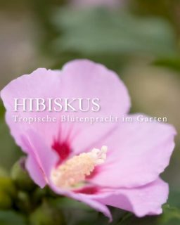 Garten-Hibiskus, bot. Hibiscus Syriacus, auch Garten-Eibisch, ist ein winterhartes Gehölz. Er blüht erst ab Juli und ist wegen seiner späten Blüte bei Bienen sehr begehrt.
++ Hibiskus treibt erst im Mai aus, blüht dafür auch später. Die späte Blüte macht diesen Strauch so wertvoll.
+ Blütezeit: Ab Juli bis September, je nach Sorte
+ Es gibt Sorten mit offenen und solche mit gefüllten großen Trichterblüten in Weiß, Rosa, Rot, Violett und Blau.
+ Standort: sonnig bis halbschattig, warm und vor kalten Winden geschützt. 
+ Boden: Jeder normale Gartenboden ohne Staunässe.
+ Wuchs: Der schnittverträglich Strauch wird bis zu 3 m hoch und etwa 2,5 m breit. 
+ Gießen Sie den Strauch bei lang anhaltender Trockenheit um den Abwurf der Knospen zu vermeiden. 
+ Schneiden: Entfernen Sie im Spätwinter Totholz und sich überkreuzende Zweige. Der Busch sollte locker gefüllt aufgebaut sein. Ein leichter Rückschnitt fördert die Blütenbildung.
+ Profis vermehren Hibisken durch veredelte Steckhölzer. Man kann das Gehölz auch ganz einfach durch Aussaat reifer Samen vermehren. Bester Zeitpunkt dafür ist der Frühling. Welche Blütenfarbe dabei entsteht ist jedoch völlig ungewiss – aber spannend und meiner Erfahrung nach sehr zu empfehlen.
+ Winterhärte: Garten-Hibisken sind stark und winterhart. Spätfröste können nicht schaden, weil der Strauch ohnehin erst im Mai austreibt. Man sagt, junge Sträucher wären etwas frostempfindlicher, aber aus meiner Erfahrung kann ich das nicht bestätigen. Im Zweifel packen Sie eine Schicht Mulch (Laub) auf den Wurzelbereich. Fertig.
+ Hibiskusblüten sind essbar und schmecken süß-fruchtig. Aber Hibiskustee wird von Afrikanischen Malve, Hibiscus sabdariffa, gewonnen.
Im Blog: Hibiskus kultivieren
https://www.wo-blumenbilder-wachsen.de/winterharter-hibiskus-eibisch/
Kurzlink: https://www.insbeet.de/Hibiskus
#Gehölze #Hibiskus #Eibisch #Gartenhibiskus #Sträucher #Gartengestaltung #Bienenpflanzen #Lumixphotography #Gartengestaltung