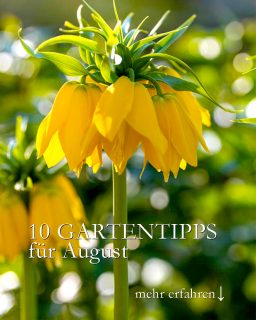 10 Gartentipps für August
+++ Gießen. Insbesondere Pflanzen, die es nötig haben, jetzt und noch lange blühen sollen. Allen voran Gelber Sonnenhut Rudbeckia, Chrysanthemen, Balkon- und Kübelpflanzen.
+++ Düngen. Dahlien in Topfkultur, Sommerblumen im Blumenkasten, immer tragende Erdbeeren.
+++ Ausputzen: Dahlien und Sommerblumen. Sobald sie Samen ansetzen, hören sie zu blühen auf.
+ Blattläuse bekämpfen, damit sie keine Krankheiten übertragen. Oder einfach Vögel machen lassen.
+ Verlauste Kapuzinerkresse abschneiden. Sie treibt wieder aus.
++ Knollen setzen: Steppenkerzen, Kaiserkronen, Madonnenlilien haben eine lange Entwicklungszeit und sollten schon im August in die Erde.
+++ Blumenzwiebeln bei Züchtern vorbestellen. Sie liefern just in time. Später gibt's dann nur noch Allerweltszwiebeln.
+ Stecklinge schneiden und bewurzeln: Perlagonien, Rosmarin, Salbei, Lavendel, Hortensien, aber auch Maibeeren und Blaubeeren.
+ Reifes Saatgut ernten
+ Herbstdünger (Patentkali) ausbringen bis Ende des Monats. Aber erst wenn es wieder geregnet hat. Wichtig für Rosen, Rasen und Gehölze.
+ Pläne schmieden. Was lief dieses Jahr besonders gut, welche Lücken gibt's zu schließen. Neue Stauden oder Gehölze. Ein Garten ist schließlich nie fertig, sondern immer im Entstehen.
Im Blog: Gartenarbeiten im August.
https://www.wo-blumenbilder-wachsen.de/gartenarbeiten-im-august-ziergarten/
Kurz: https://www.insbeet.de/august
#garten #gartengestaltung #gartenideen #pflanzen #pflanzenliebe #gartenarbeit #gartentipps #gartenwissen #gärtnern #gartentipp #pflanzenpflege #anzucht #gartenfragen #pflanzenwissen #saatgut #blumen #sommergarten #ziergarten #grünerdaumen #gartenblogger #gartenjahr #gartenzeit #gartenblog #dünger #sommerblumen #blumengarten #vorgarten #düngen #stauden