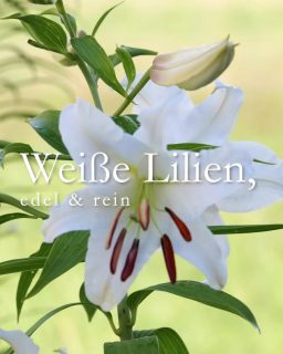 Weiße Lilien, reine Schönheiten
Die weiße Lilie 'Casa Blanca' überzeugt mit großen weißen Blüten, süßem Duft und langer Blütezeit. Sie war lange Zeit Schnittblume Nr. 1 im professionellen Anbau. Jetzt erobert sie Gärten von Lilien-Liebhabern - aus guten Gründen.
Sie gehört zu den Orientalischen Lilien, aber ihre Pflege ist ähnlich einfach wie die Pflege anderer Prachtstauden:
+ Standort: Sonne, besser noch Halbschatten, mind. 4 Std. Sonne täglich. Fuß im Schatten, Kopf in der Sonne, wie Clematis.
+ Boden: Normaler Gartenboden, gerne auch leicht sauer
+ Duft: süß und verführerisch 
+ Pflanzen: Spatentief setzen! Orientalische Lilien werden richtig groß (170 cm) und brauchen dafür einen guten Stand.
+ Stützen: Ein dünner grüner Metallstab bei windigen oder abschüssigen Lagen. Hilft auch gegen Rehverbiss.
+ Gießen bei Trockenheit 
+ Düngen: Organisch-mineralischer Staudendünger beim Austrieb im März und ein zweites Mal während oder direkt nach der Blüte.
+ Nach der Blüte: Blütenstand abschneiden, jedoch Stiel und Blätter stehenlassen, bis sie im Spätsommer von alleine welken.
+ Im Herbst Blütenstiel bodentief abschneiden.
Weiße Lilien sind überaus prächtig und wirken in einem gemischten Staudenbeet erhaben, edel und wunderschön. 
Im Blog: Gute Pflanzpartner, Mythen und ein weiteres Video.
https://www.wo-blumenbilder-wachsen.de/weisse-lilien-reinste-liebe
Kurz: https://www.insbeet.de/Weisse_Lilien
#Lilien #Garten #Blumenzwiebeln #Stauden #Gartentipps #gartenblog #Gartenwissen #Pflanzenliebe #LebenmitBlumen #lumixphotography