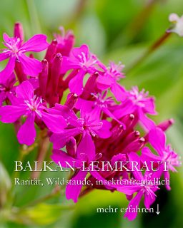 Balkan-Leimkraut, wilde Rarität für sonnige Standorte
Balkan-Leimkraut, Silene asterias ist eine Wildstaude mit Fernwirkung.
+ Standort: vollsonnig
+ Boden: gut drainiert, damit Wasser immer sofort abfließen kann
+ Düngen: nicht nötig
+ Blütezeit: von Mai bis September, Ausputzen vorausgesetzt.
+ Pflege: regelmäßiges ausputzen verlängert die Blütezeit.
++ Aussaat im Frühling auf dem Fensterbrett oder im Sommer direkt ins Beet. Balkan-Leimkräuter werden am besten wie Zweijährige kultiviert. Man kann verblühte Samenstände auch aufs Beet legen und hoffen, das was kommt. Allerdings sind die Sämlinge sehr winzig und anfangs eben leicht zu übersehen. Kontrollierte Aussaat in Töpfe / Aussaaterde klappt besser, auch im Sommer.
++ Die Wildstaude ist schneckenresistent und absolut pflegeleicht.
++ Winterhart auch ohne Winterschutz
+++ Zieht Schmetterlinge, Bienen und Nachtfalter an.
Im Blog: Balkan-Leimkraut, Wildstaude und Rarität mit Fernwirkung
https://www.wo-blumenbilder-wachsen.de/balkan-leimkraut-echte-raritaet/
Kurz: https://www.insbeet.de/Balkanleimkraut
#balkan #stauden #wildstaude #stauden #bienengarten #bienenfreundlich #naturgarten #staudengarten #lebenmitblumen #wild #insektenfreundlich #gartenblog #gartenwissen #gartentipps #blüten #blumengarten #aussaat #gartenfragen #blume #artenvielfalterhalten #pflanzenwissen #omsystemde #meingarten #gärtnern #wildblumen #anzucht #gartenblogger #pflanzenliebe