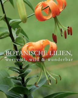 Botanische Lilien
wertvoll, wild & wunderbar
Blüten wilder bzw. botanischer Lilien haben nach unten nickende, weit nach hinten gebogenen Blütenblätter, die an einen Turban erinnern.
+ Besonderheit: Botanische Lilien sind keine Züchtungen, sondern die Ursprungsform der Gattung Lilie. Sie wurden von Mutter Natur so erschaffen.
+ Königs-, Korallen-, Tiger-, Mandarin-Lilie, Feuer- oder Türkenbund sind Juwelen im naturnahen Garten.
+ Standort: sonnig bis halbschattig. Füße im Schatten, Blüten in der Sonne.
+ Boden: nährstoffreich, guter Gartenboden, durchlässig, frisch, aber ohne Staunässe
+ Pflanzzeit: März / April oder im Herbst.
+ Pflanztiefe: Botanische Lilien können sehr hoch werden, daher spatentief setzen.
+ Hohe Sorten mit dünnen Metallstäben zu stützen ist meiner Erfahrung nach sinnvoll. Gerade am Hang.
+ Düngen bei Austrieb im März mit Kompost oder mineralisch-organischer Dünger. 2. Düngergabe Mitte Juni / zur Blüte.
+ Gießen bei Trockenheit
+ Nach der Blüte verblühten Blütenstand abschneiden, aber den Blütenstiel stehen lassen, bis er von alleine welkt.
+ Bodentief abschneiden im Herbst
+++ Botanische Lilien sind absolut winterhart und insektenfreundlich.
+ Vermehren über Brutzwiebeln, Aussaat, Bulbilben oder abgenommene Schuppenblätter der Mutterzwiebel. Bis daraus blühende Lilien werden, kann es bis zu 5 Jahre dauern.
+ Tochterzwiebeln entstehen von ganz alleine und vergrößern auch den "Tuff".
+ Es lohnt sich, Botanische Lilien bei Züchtern vorzubestellen. Begehrte Sorten sind schnell ausverkauft.
Im Blog: Botanische Lilien, Pflanzen, pflegen, Pflanzpartner
https://www.wo-blumenbilder-wachsen.de/botanische-lilien-wilde-lilien/
Kurzlink: https://www.insbeet.de/Wilde_Lilien 
#lilien #lilium #gartentipps #naturgarten #pflanzenwelt #anzucht #gartengestaltung #ziergarten #staudengarten #pflanzentipps #grünerdaumen #pflanzenliebe #blumenmachenglücklich #gartenwissen #blüten #blumenliebe #gartenblogger #lebenmitblumen #blumengarten #gartenpflanzen #wirliebenpflanzen #gartenblog #lumixphotography
