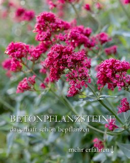 Betonpflanzsteine dauerhaft schön bepflanzen
Eine Gartenmauer aus Betonpflanzsteinen kann durchaus ein blühender Garten sein und ein Paradies für Bienen, Schmetterlinge und andere Insekten. 
Wichtig ist die richtige Auswahl der Pflanzen. A und O sind:
+ Der richtige Standort. Sonnenanbeter in die Sonne, Schatten verträgliche Stauden in den Halbschatten oder Schatten.
+ Zukunftsstauden, die mit Trockenheit & Hitze gut zurechtkommen. Denn Pflanzsteine saugen Wasser auf, das den Pflanzen dann nicht mehr zur Verfügung steht.
+ Gute Pflanzerde, gerne mit Perlite gemischt, damit sich Feuchtigkeit länger hält.
+ Gute Drainage, damit keine Staunässe entsteht.
+ Keine Gehölze, denn über kurz oder lang kümmern diese in den beengten Pflanzsteinen. Rausmachen ist dann extrem schwierig und kann sogar den Stein sprengen.
+ Ausnahme: Halbsträucher wie Zwerg-Ginster, Lavendel oder Bartblume. Sie sind das ganze Jahr über attraktiv und absolut pflegeleicht. Kein Gießen, kein Düngen erforderlich.
+ Säen Sie zwischen Stauden Sommerblumen wie Goldmohn, Klatschmohn, Kornblumen oder Wucherblumen. Sie beleben die Gartenmauer und erhalten sich durch Selbstaussaat.
+ Zwiebelblumen sorgen schon früh im Jahr für Farbe und Futter für die Bienen. Bevorzugen Geophyten zum Verwildern.
+ Polsterstauden wie Schleifenblume Iberis oder verschiedene Fetthennen / Sedum sind das ganze Jahr über grün und überwuchern mit der Zeit harte Steinkanten.
Im Blog: Tipps zum Bepflanzen sowie Pflanzlisten für Betonpflanzsteine in sonniger, halbschattiger und schattiger Lage
https://www.wo-blumenbilder-wachsen.de/betonpflanzsteine-bepflanzen/
Kurz: http://www.insbeet.de/Pflanzsteine
#gartenmauer #pflanzsteine #betonpflanzstein #pflanzkübel #gartengestaltung #gartenblog #garteninspiration #beton #pflanzen #gärtnern #steinmauer #stauden #pflanzplan #blumengarten #terrassieren #lebenmitblumen #gartentipps #gartenwissen