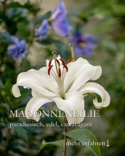Madonnenlilie, paradiesisch schön, edel & extravagant
Madonnenlilien, bot. Lilium candidum sind in vielerlei Hinsicht anders als alle andere Lilien.
+++ Pflanzzeit: August!
+ Pflanztiefe: nur 3-5 cm. Zwiebelspitzen liegen knapp unter der Erdoberfläche, wie bei Pfingstrosen.
+ Standort: halbschattig
+ Boden: normaler, nährstoffreicher Gartenboden, ohne Staunässe
+ Die Blattrosette treibt schon im Herbst und bleibt den Winter über grün.
++ Madonnenlilien sind im Handel leider ziemlich schwer zu bekommen. Rechtzeitig vorbestellen lohnt sich.
+ In kalten Regionen kann man Reisig zum Schutz gegen Barfröste auflegen, ansonsten ist die Madonnenlilie jedoch winterhart.
Im Blog: Madonnenlilie. Pflanzzeit, Pflege, Besonderheiten und Mythen
https://www.wo-blumenbilder-wachsen.de/madonnenlilie/
Kurz: https://www.insbeet.de/Madonnenlilie
#lilie #gärtnernmachtglücklich #blütenzauber #schnittblumen #gärtnern #gartenwissen #hierblühts #meingarten #gartenzauber #gartentipps #ziergarten #blüte #blumengarten #blumenfotografie #gartengestaltung #garteninspiration #blumenbeet #weiß #gartenliebhaber #blume #omsystemde #gartenwissen #gartenfragen #schönergarten #gartentrends #bienenfreundlich #insektenfreundlich #gartenblogger