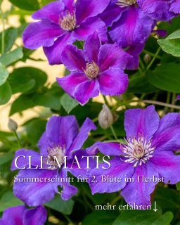 Clematis schneiden im Sommer. Welche und warum?
Viele Clematis blühen zweimal im Jahr, wenn man sie nach der Blüte im Sommer kräftig zurückschneidet.
+ Alternative: Nur Verblühtes abschneiden.
+ Clematis der Schnittgruppen 2 und 3 blühen nach dem Sommerschnitt im Herbst noch einmal
+ Manche Sorten blühen sogar noch im November! Bis dahin ist die große Hitze auch vorbei.
+++ Clematis, die bei ihrer 1. Blüte durch Befall Minierfliegen / Clematisfliegen betroffen waren, treiben nach dem Rückschnitt gesund wieder aus und blühen dann OHNE Schädlingsbefall.
+ Nach dem Rückschnitt gut wässern & einmal leicht düngen.
Im Blog: So blühen Clematis im Herbst ein 2. Mal
https://www.wo-blumenbilder-wachsen.de/so-bluehen-clematis-im-herbst/
Kurz: http://www.insbeet.de/Clematis-im-Herbst
#clematis #waldrebe #kletterpflanze #rückschnitt #pflanzenliebe #garten #herbstblüte #lebenmitblumen #kletterpflanzen #herbst #pflanzen #pflanzenfreunde #gartentipps #gartenwissen #meinschönergarten
