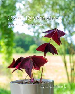 Oxalis vermehren, mal anders
Oxalis triangularis, Roter Dreiecksklee, auch Shamrock, ist äußerst beliebt. Der Handel führt ihn selten, was eigentlich nicht zu verstehen ist. Wenn, dann findet man die Pflanze im Mai zum Start in die Gartensaison.
Oxalis vermehren:
+ Entweder klassisch durch Teilen des Wurzelstocks.
+++ Oder durch das Bewurzeln der Blätter.
Dazu Blätter vorsichtig rausdrehen (NICHT abschneiden) und in ein Gefäß mit Wasser stellen und abwarten. Läuft alles gut, entwickeln sich nicht nur Wurzeln, sondern sogar Rhizome.
+ Bester Zeitpunkt zum Vermehren: Frühsommer bis August
Oxalis pflegen:
+ Standort Fensterbrett, hell, aber keine direkte Sonne.
+ Gießen, am besten mit Regenwasser. Die Pflanze zeigt Durst sehr deutlich an.
+ Aber nicht zu nass halten, sonst faulen die Rhizome
+ Ab Mitte Mai bis Ende September steht Oxalis auch gerne draußen an einem schattigen Plätzchen.
Substrat:
+ Tongranulat / Zimmerpflanzenerde in beliebiger Mischung
+ Reines Tongranulat
++ Lechuza Pon
Vorteil von Tongranulat und Lechuza Pon: Kein Befall mit Trauermücken.
Im Blog: Oxalis vermehren. Super simpel & sicher
https://www.wo-blumenbilder-wachsen.de/oxalis-vermehren/
Kurz: https://www.insbeet.de/oxalix_vermehren
#oxalis #zimmerpflanze #shamrock #pflanzentipps #grünpflanzen #pflanzenpflege #wirkoennengruen #wirliebenpflanzen #zimmerpflanzen #blumentopf #pflanzenliebe #grünerdaumen #urbanjungleblogger #anzucht #grueneliebe #hobbygärtner #glück #lebenmitblumen #pflanzen #pflanzenfreunde