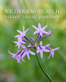 Wilder Knoblauch, hübsch, lecker, praktisch 
Wilder Knoblauch, auch Zimmerknoblauch oder Kaplilie, bot. Tulbaghia violacea ist Würzkraut und Schmuckpflanze zugleich. Sie stammt ursprünglich aus Südafrika und gehört zur Familie der Amaryllisgewächse. Die ausnehmend hübsche Kübelpflanze ist frostempfindlich, aber mehrjährig.
Standort: Im Sommer, nach den Eisheiligen, draußen in voller Sonne. 
Überwintert wird Zimmerknoblauch entweder im Zimmer auf einem hellen, sonnigen Fensterbrett oder in einem kühlen Winterquartier. Dort zieht die Pflanze nach und nach ihre Blätter ein und welkt. Man kann die Blätter auch vor dem Einräumen ins Winterquartier bodentief abschneiden. Sie riecht danach tagelang intensiv nach Knoblauch. 
Blütezeit: von Juni bis Dezember
Pflege: 
+ Umtopfen und Teilen der wüchsigen Pflanze im März. 
+ Düngen: mit Langzeitdünger oder alle 14 Tage mit flüssigen Blumendünger.
+ Im Sommer braucht Zimmerknoblauch recht viel Wasser.
+ Im kalten Winterquartier muss man die zurückgeschnittene Pflanze nur gelegentlich gießen.
Besonderheiten:
++ Die filigranen Blütenstiele und Blüten sind sehr stabil, halten Wind und Wetter aus, ohne zu knicken.
++ Keine Krankheiten oder Schädlinge oder Schnecken. Zimmerknoblauch ist eine gesunde Staude, die nur Freude macht.
+++ Zimmerknoblauch vertreibt Mücken
Verwenden in der Küche:
Blätter und Blüten sind essbar. Blätter schmecken aromatisch und würzig wie Knoblauch, ohne jedoch den typischen Knoblauch-Mundgeruch zu verursachen.
Im Blog: Zimmerknoblauch Tulbaghia violacea, hübsch & pflegeleicht
https://www.wo-blumenbilder-wachsen.de/tulbaghia-violacea-zimmerknoblauch/
Kurzlink: http://www.insbeet.de/Zimmerknoblauch
#knoblauch #zimmerpflanzen #gartenblog #gartenwissen #gartentipps #kräuter #kräutergarten
#zimmerknoblauch #topfgarten #meinschönergarten #feinschmecker #onions #allium #livingwithplants #lebenmitblumen #greenliving #gaumensex #pflanzenliebe #video #pflanzen #lumixphotography