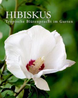 Garten-Hibiskus, tropischer Look, winterhart und pflegeleicht
Garten-Hibiskus, botanisch Hibiscus Syriacus ist ein winterhartes Gehölz. Der Strauch blüht erst ab Juli und ist auch wegen seiner späten Blüte bei Bienen, Hummeln und anderen Insekten sehr begehrt.
Besonderheit: Hibiskus treibt erst im Mai aus, blüht dafür auch später. Andere Gehölze und viele Stauden sind bis dahin schon längst vorbei. 
+ Blütezeit: Ab Juli bis September, je nach Sorte
+ Farben & Formen: Es gibt Sorten mit offenen und solche mit gefüllten großen Trichterblüten. Garten-Hibiskus blüht weiß, rosa, rot, violett und blau.
+ Standort: sonnig bis halbschattig, warm und vor kalten Winden geschützt. 
+ Boden: Jeder normale Gartenboden ohne Staunässe.
+ Wuchs: Der schnittverträglich Strauch wird bis zu 3 m hoch und etwa 2,5 m breit. 
+ Pflegen: Gießen bei lang anhaltender Trockenheit um den Abwurf der Knospen zu vermeiden. 
+ Entfernen Sie im Spätwinter Totholz und sich überkreuzende Zweige. Ein leichter Rückschnitt fördert die Blütenbildung.
+ Vermehren: Profis vermehren Hibisken durch veredelte Steckhölzer. Man kann das Gehölz auch ganz einfach durch Aussaat reifer Samen vermehren. Bester Zeitpunkt dafür ist der Frühling. Welche Blütenfarbe dabei entsteht ist jedoch völlig ungewiss – aber spannend und meiner Erfahrung nach sehr zu empfehlen.
+ Winterhärte: Garten-Hibisken sind stark und winterhart. Spätfröste können nicht schaden, weil der Strauch ohnehin erst im Mai austreibt.
+ Hibiskusblüten sind essbar und schmecken süß-fruchtig. Aber Hibiskustee wird von Afrikanischen Malve, Hibiscus sabdariffa, gewonnen.
Im Blog: Hibiskus, exotische Blütenpracht für den Garten
https://www.wo-blumenbilder-wachsen.de/winterharter-hibiskus-eibisch/
Kurzlink: https://www.insbeet.de/Hibiskus
#Gehölze #Hibiskus #Eibisch #Gartenhibiskus #Sträucher #Gartengestaltung #Bienenpflanzen #Lumixphotography #Gartengestaltung