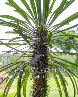 Madagaskarpalme stark, wüchsig, für Anfänger geeignet
Die Madagaskarpalme ist zwar keine Palme, sondern eine Sukkulente, aber sie macht viel her und tut alles von alleine.
+ Standort: Sonniges Fenster
+ Von Mai bis Oktober: Sommerfrische draußen
+ Kaum Pflege, nur selten gießen
+ Verträgt trockene Heizungsluft
+ Hitzeverträglich
+ Braucht kein spezielles Winterquartier
++ Vermehrung durch Kindel oder Kopfsteckling
+ Die Zimmerpflanze kann das ganze Jahr über da bleiben, wo sie ist. Sie wächst rasant und gedeiht auch bei allen ohne grünen Daumen. Was will man mehr?
Im Blog: Madagaskarpalme, einfache Zimmerpflanze für Anfänger
https://www.wo-blumenbilder-wachsen.de/madagaskarpalme-palmenkaktus/
Kurz: https://www.insbeet.de/Madagaskarpalme
Weitere Lieblingspflanzen: @MyNaturetoprint folgen und diesen Post speichern.
#zimmerpflanzen #madagaskar #anfänger #grünpflanzen #zimmerpflanze #pflanzenfreunde #grünerdaumen #pflanze #pflanzenliebe #wirliebenpflanzen #houseplants #büropflanze #pflanzenwissen #pflanzentipps #urbanjungleblogger #kaktus #sukkulente #urbanjungleblog #succulentsofinstagram #urbanjunglebloggers #indoorjungle #succulentlove #pachypodium #kakteen #tropicalplants #cactuslove #succulents #pflanzenliebling