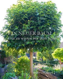 Ein neuer Baum für den Garten. Gut zu wissen vor dem Kauf!
Endlich Schatten selber machen. Mit einem Baum. Gute Idee. Doch worauf bei der Auswahl achten?
+++ Standort, sonnig oder schattig?
+++ Boden, neutral oder sauer?
+++ Lage, windig oder geschützt?
+++ Klimazone
+++ Platz, frei oder begrenzt durch Gebäude / Grenze?
+++ Wuchshöhe und Wuchsform. Darf er ein bisschen höher werden oder lieber durch Wuchsform (Säule, Hängeform, Kugelbaum) begrenzt.
Auswahlkriterien:
+++ Kommt der neue Baum mit dem Klimawandel zurecht?
+++ Zukunftsbäume vertragen Hitze und Trockenheit.
+++ Nutzen für heimische Tiere (Vögel, Insekten)
+ Robust oder empfindlich?
+ winterhart oder frostgefährdet?
+ Blütenfarbe und Blütezeit
+ Fruchtschmuck
+ Herbstfärbung
Ist es besser einen neuen Baum vor Ort zu kaufen oder im Internet zu bestellen?
Ich bevorzuge den Kauf in einer guten regionalen Baumschule.
+++ Beste Auswahl
+++ Echte Beratung vom Profi anstatt nur von einem Verkäufer oder gar von einer KI
+++ Lieferung bis in den Garten
++++ Pflanzservice. Mit Wurzelballen sind Bäume unfassbar schwer! Pfähle einschlagen ist auch Schwerstarbeit.
Sicher ist sicher - denn Bäume sind wertvoll und (inzwischen) richtig teuer.
Im Blog: Ein neuer Baum für den Garten und seine Auswahlkriterien
https://www.wo-blumenbilder-wachsen.de/neuer-baum-fuer-den-garten/
Kurzlink: https://www.insbeet.de/Baum_finden
23 kleine Bäume für den kleinen Garten
https://www.wo-blumenbilder-wachsen.de/kleine-baeume-fuer-kleinen-garten/
Kurz: https://www.insbeet.de/Kleine_Baeume
#bäume #garten #gartenwissen #pflanzen #trees #gartentipps #hausbaum #klimawandel #gartengestaltung #gartenblog #klimaschutz #baum #umwelt #klimaschutz #gartenbäume #naturschutz #bienenweide #klima #meingarten #baumliebe #zukunftsbaum #zukunftsplanze #natur #zukunft #naturliebe