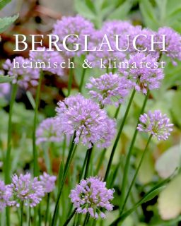 Berglauch Millenium. Auch später Zierlauch macht Bienen froh.
Berglauch Millenium, auch Berg- oder Sommerlauch genannt, botanisch Allium senescens wird nur etwa 30 - 45 cm hoch. er, aber seine attraktiven Blütenstände können danach stehenbleiben bis zum Saisonende.
Das Besondere: Berglauch wird wie eine Staude gehandelt, gepflanzt und behandelt.
+ Standort: Volle Sonne bis Halbschatten
+ Boden: durchlässig, mager, trocken
+ Blütezeit ab Juli bis September
++ Blütenstände bleiben attraktiv bis Saisonende
+ Pflege: pflanzen, beim Wachsen zusehen
+++ Verträgt Hitze und Trockenheit.
+ Vermehren: Durch Teilen des Wurzelstocks, Samen oder durch Tochterzwiebeln.
+++ Winterhärte: Der Sommerlauch verträgt strenge Fröste bis etwa - 30°C ohne Winterschutz.
+++ Berglauch ist insektenfreundlich
+ Berglauch passt gut in gemischte Staudenbeete oder Steingärten. Er gedeiht auch in Pflanzgefäßen. Hauptsache, Wasser fließt gut ab.
+ Pflanzpartner: Fettehenne, Herbstmargeriten, Duftsteinrich und viele andere Stauden, Gräser und Sommerblumen.
++ Berglauch ist nicht giftig, sondern essbar.
Im Blog: Berglauch Millenium einzigartig, heimisch, einfach wunderbar
https://www.wo-blumenbilder-wachsen.de/berglauch-millenium-allium/
Kurzlink: https://www.insbeet.de/Berglauch
#Allium #Zierlauch #bienenfreundlich #zwiebelblumen #blüten #Natur #staudengarten #gartentipps #gartenwissen #naturgarten #lumixphotography #herbstblüten #sommer