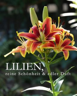 Lilien stehen für Reinheit, unvergängliche Liebe und Schönheit. Im Garten begeistern sie durch sehr große Blüten und wunderbaren, süßen Duft.
Lilien gelten als Diven, doch sie sind so einfach zu pflegen wie Stauden.
+ Standort: Volle Sonne bis Halbschatten
+ Boden: durchlässig, nährstoffreich, ohne Staunässe, tiefgründig
+ Pflanzzeit: Herbst oder zeitiges Frühjahr. Ausnahme Madonnenlilien, die bereits im August in die Erde sollten.
+++ Pflanztiefe: Lilien müssen spatentief in die Erde, damit sie gut Fuß fassen können.
+ Blütezeit: Je nach Sorte ab Ende Juni bis Ende Juli.
Lilien pflegen
+ Düngen mit organisch-mineralischer Staudendünger beim Austrieb im März und ein zweites Mal während oder direkt nach der Blüte.
+ Nach der Blüte den Blütenstand abschneiden, Stiel und Blätter jedoch stehenlassen, bis diese im Spätsommer von alleine welken.
+ Blütenstiel im Herbst bodentief abschneiden.
+ Hohe Lilien / Baumlilien mit dünnen Bambus- oder Metallstäben stützen, insbesondere wenn sie in einer Hanglage oder in einer Windschneiße stehen.
+ Gießen bei Trockenheit.
Krankheiten und Schädlinge
+ Wühlmäuse. Dagegen hilft reges Treiben im Garten oder Gitter aus Volierendraht.
+ Lilienhähnchen befallen nicht alle Lilien gleichermaßen. Trompetenlilien und OT-Lilien bleiben weitgehend verschont. Gegen Lilienhähnchen hilft regelmäßiges absammeln, abspritzen, mit Kot befallener Blätter mit Wasser und am besten hungrige Meisen im vogelfreundlichen Garten.
+ Fäule betrifft nur Lilienzwiebeln am falschen Standort mit Staunässe.
+ Schimmel auf Lilienzwiebeln gibt man dem Händler zurück. Nicht pflanzen!
Im Blog: 12 Pflegetipps für gesunde Lilien
https://www.wo-blumenbilder-wachsen.de/lilien-12-pflegetipps/
Kurzlink: https://www.insbeet.de/Lilien_pflegen
#lilien #lilium #gartentipps #naturgarten #pflanzenwelt #anzucht #hobbygärtner #blütenzauber #gartengestaltung #ziergarten #meingarten #staudengarten #pflanzentipps #grünerd