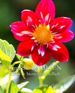 Einfache Dahlien, schön & bienenfreundlich
Ungefüllte Dahlienblüten machen Bienen satt und froh. Die meisten Dahlien, die man im Frühling selbst säen kann, tragen später hübsche ungefüllte Blüten. Kein Pomp, aber doch sehr attraktiv.
Standort: Sonne bis Halbschatten
Boden: Durchlässig ohne Staunässe
+++ Auch Dahlien leiden unter Hitzestress! Sie blühen schlecht, gar nicht oder blühen erst wenn die größte Hitze vorbei ist. Also jetzt!
Dahlien sind Starkzehrer
+ Düngen im Kübel: erst Langzeitdünger, ab Mitte Juni alle 14 Tage mit fl. Blumendünger
+ Düngen im Beet: Bio-Staudendünger vor dem Pflanzen + Mitte Juni / Juli
++ Gelbe Blätter zeigen Nährstoffmangel, dagegen hilft eine Kopfdüngung mit fl. Blumendünger.
Pflegen:
+++ Verblühtes zeitnah abschneiden.
+ Gießen bei Trockenheit, im Kübel auch täglich
Vermehren:
+ Aussaat ab Mitte März oder
+ Knollen vorziehen ab April
+ Reife Samen ernten im Herbst
+ Auspflanzen nach den Eisheiligen / Mitte Mai
Im Blog: Dahlien pflegen, Schnecken abwehren, Pflanzpartner, Überwintern & mehr
https://www.wo-blumenbilder-wachsen.de/dahlien-pflegen-topf-und-garten/
Kurz: https://www.insbeet.de/Dahlien
Weitere GARTENTIPPS: @mynaturetoprint folgen und diesen Post speichern
#blumenzwiebeln #knollen #rhizome #gartenwissen #dahlien #blumenmachenglücklich #blumengarten #gartentipps #dahlia #pflanzenliebe #gärtnernmachtglücklich #gartenfragen #pflanzenpflege #blütenpracht #blüten #pflanzenwelt #gartenideen #garteninspiration #zwiebelblumen #gartengestaltung #bienenfreundlich #gartenliebe #landhausgarten #gartenglück #gartenblog #lebenmitblumen