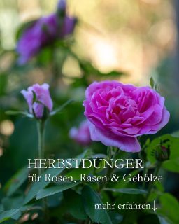 Herbstdünger für Rosen, Rasen & Gehölze
Es ist Zeit, Rosen, Rasen und Gehölze mit Kali-Dünger (Patentkali) für den kommenden Winter vorzubereiten. Dies ist besonders nach diesem stressigen Dürre-Sommer wichtig. Viele Rosen treiben jetzt noch einmal durch, doch die jungen, teilweise überlangen Zweige werden vermutlich vor dem Winter nicht mehr ausreifen. Patent-Kali hilft, sollte aber jetzt ganz zügig rund um Rosen und Gehölze eingearbeitet werden.
+++ Vor einem Regenschauer düngen, dann erspart man sich das Wässern hinterher.
+++ Gehölze brauchen ebenfalls noch eine Gabe Herbstdünger
+++ Für Rasen, der sich gerade erst erholt, ist Herbstdünger ebenso wichtig.
Im Blog: Herbstdünger ausbringen für Rosen, Rasen & Gehölze
https://www.wo-blumenbilder-wachsen.de/herbstduenger-rosen-rasen-gehoelze/
Kurz: https://www.insbeet.de/Herbstduenger
#dünger #pflanzenschutz #rosen #gartentipps #gartenwissen #garten #herbst #gartenblog #winterfest #frostschutz #gartentipp #gärtnern #naturgarten #gartenliebe #düngen #gartensaison #gartenblogger #ziergarten #rasen #pflanzen #rasenpflege #gartenfragen #schönergarten #gartenjahr #blumengarten #biogarten
