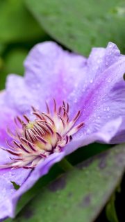 15 Tipps für den Blumengarten im September
+ Lilien setzen sofort nach Erhalt, sonst trocknen die Zwiebeln aus und keimen nicht mehr.
+ Wilde Gladiolen setzen, sie sind winterhart und bleiben im Beet
+ Winterastern gießen bei Trockenheit
+ Reife Samen ernten
+ Lampionblumen schneiden und trocknen
+ Ende September beginnt die Ruhezeit für Zimmerpflanzen. Bis März werden sie weniger oder gar nicht mehr gedüngt.
++ Clivien solange wie möglich draußen lassen. Sie brauchen den Kältereiz, um später zu blühen.
+++ Stauden teilen und pflanzen
+++ Herbstdünger für Rosen, Rasen und Gehölze
+++ Zimmerpflanzen aus der Sommerfrische wieder ins Haus holen
+++ Begonien, Canna, Fuchsien, Perlagonien, empfindliche Kübelpflanzen rechtzeitig ins Winterquartier bringen
Im Blog: 15 Tipps für den Blumengarten im September
https://www.wo-blumenbilder-wachsen.de/blumengarten-im-september/
Kurzlink: https://www.insbeet.de/September
#gärtnern #gartentipp #gärtnernmachtglücklich #gartentipps #gartenwissen #herbst #stauden #staudengarten #gartenarbeit #blumengarten #ziergarten #gartenliebe #blumenbeet #pflanzenpflege #gartenplanung #gartengestaltung #lebenmitblumen #herbstgarten #meingarten #landhausgarten #pflanzentipps #pflanzenwissen #vorgarten #pflanzen #garteninspiration #blumenmachenglücklich #garten #gartenfragen #schönergarten
