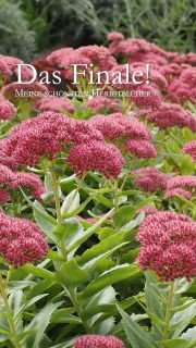 Herbstblüher. Feuriges Finale im Blumengarten
Das Blumenjahr steuert Ende August, Anfang September seinem feurigen Finale entgegen. Satte Farben Sonnengelb, feuriges Orange, Knallrot und kräftiges Pink dominieren. Dazwischen locken weiße Herbstmargeriten. Dahlien, die Königinnen des Herbstes zeigen was sie können. Mit dabei im goldenen Herbst sind:
+ Fetthenne, Sedum
+ Astern, Sternblumen
+ Bartblumen, Caryopteris
+ Dahlien, Dahlia
+ Mönchspfeffer, Vitex agnus-castus
+ Patagonisches Eisenkraut, Verbena bonariensis
+ Später Phlox Herbstwalzer
+ Echter Sonnenhut, Rudbeckia
+ Sonnenauge, Heliopsis
+ Staudensonnenblume, Helianthus
+ Herbstmargeriten, Leucanthemella serotina
+ Japanische Herbstanemone
+ Echter Jasmin, Jasminum officinale
+ Chrysanthemen, Chrysanthemum
Im Blog: Meine 14 besten Herbstblüher in Wort, Bild und Video
https://www.wo-blumenbilder-wachsen.de/14-beste-herbstblueher/
Kurz: https://www.insbeet.de/Herbstblueher
#Stauden #Blumen #Pflanzen #Finale #Herbst #Blumengarten #omsystemde #Pflanzenliebe