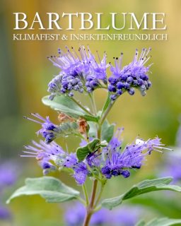Bartblume
klimafest & insektenfreundlich
Die Bartblume, bot. Carypteris ist ein kleiner Halbstrauch, die ab Ende August / September durch blaue Blüten begeistert. Sie liefern Pollen und Nektar und werden daher gerne angeflogen von Bienen, Hummeln und Schmetterlingen.
Bartblumen sind Gewinner des Klimawandels denn sie vertragen Hitze und Trockenheit!
+ Standort: warm, volle Sonne, geschützt vor eisigen Winden, gerne vor einer Mauer.
+ Wächst auch in Betonpflanzsteinen
+ Boden: durchlässig
+ Wuchs: Je nach Sorte 60 bis 100 cm hoch und ebenso breit.
+++ Pflege: anspruchslos
+++ kein Dünger, kein Kompost, kein Gießen
+++ Rückschnitt auf 15 cm im Frühling
+ Pflanzzeit: idealerweise im Frühling
+ Winterschutz: Am richtigen Standort kommt die Bartblume ohne Winterschutz aus.
+ Vermehrung: durch Stecklinge bis Mitte Juni
+ Die Bartblume sät sich auch selber aus. Augen auf beim Jäten im Frühling!
+++ Schädlinge: KEINE
Im Blog: Bartblume, Pflege & Pflanzpartner https://www.wo-blumenbilder-wachsen.de/bartblume-blaue-blueten-sonnenplatz/
Kurzlink: https://www.insbeet.de/Bartblume
#bartblume #rettetdiebienen #bienen #bienenweide #herbst #blau #blaueblumen #garten #gartengestaltung #pflanzenliebe #gartenwissen #gartentipps #gartenblog #pflegeleicht #natur #naturliebe #lebenmitblumen #insektenfreundlich #lumixphotography