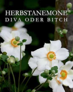 Herbstanemonen. Bitch oder Diva?
Japanische Herbst-Anemonen sind pflegeleichte, starke Stauden. Sie bringen Glanz und Farbe in den Halbschatten. Allein die Sorte entscheidet, ob sie wie eine Bitch übergriffig wuchert, oder sich wie eine Diva sittsam zurückhält.
+++ Augen auf beim Einkauf!
+ Standort und Boden
Sonniger Halbschatten. Je sonniger, desto mehr Blüten.
Der Boden sollte tiefgründig sein, gerne auch lehmig.
+ Blüten je nach Sorte: Gefüllte oder ungefüllte Schalenblüten in Weiß, Rosa oder Pink.
+ Blütezeit:
Ab Ende Juli bis Oktober, danach zieren hübsche Samenstände die Staude
+ Pflege:
Düngen mit Staudendünger oder Kompost bei Austrieb und ein zweites Mal Mitte Juni
Gut gießen bei Trockenheit.
+ Vermehrung:
durch Ausläufer
Selbstaussaat
Wurzelstock teilen
Wurzelstecklinge
Tipps zu Pflanzzeit, Sorten, harmonierende Pflanzpartner:
https://www.wo-blumenbilder-wachsen.de/japanische-herbst-anemone/
Kurzlink: https://www.insbeet.de/Herbstanemone
#Herbstanemone #Stauden #Staudengarten #Blumengarten #Herbst #Garten #Japan #pflanzenvielfalt #gartenliebe