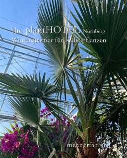 Der Sommer geht, die Suche nach einem geeigneten Winterquartiert für Kübelpflanzen beginnt. Die Lösung für alle, die im Großraum Nürnberg einen Platz für Bougainvillea, Oleander, Olivenbaum, Palme oder andere Kübelpflanzen brauchen: das neue plantHotel in Kraftshof im Knoblauchsland
+ 15.000 qm Fläche unter Glas
+ Kalthaus bei 5-8 Grad
+ Modernste Ausstattung
+ automatische Bewässerung
+ automatische Schattierung & Belüftung
+ Schädlingskontrolle
+ Topfen auf Wunsch und bei Bedarf
+++ professioneller Service vom Gärtner
+++ inklusive Bring- und Holdienst
Reservierungen werden ab sofort angenommen: https://theplanthotel.de/
#kübelpflanzen #kübelpflanzenüberwintern #winterquartier #pflanzen
Hinweis: Werbung, da Markennennung