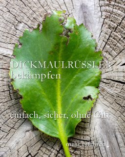 Dickmaulrüssler bekämpfen
natürlich ohne Gift
Dickmaulrüssler sind Schädlinge, die gleich an zwei Fronten Pflanzen gefährden. Erwachsene Käfer fressen Blätter, Knospen, Triebe und Rinden, ihre Larven Wurzeln, Rhizome und Knollen.
+ Die Käfer sind nachtaktiv, daher am Tag schwer zu finden.
+ Sie hinterlassen auf den Blättern den typischen Buchenschnitt.
+ oder tote Pflanzen mit abgeknabberten Wurzeln
+ Gefährdete Pflanzen sind u. a. Flieder, Clematis, Erdbeeren, Bergenien, Primeln, Liguster, Beerensträucher, Liguster, Purpur-Glöckchen, Pfingstveilchen, Fetthenne u. v. m.
+++ Kübelpflanzen sind ganz besonders gefährdet. Beim Umtopfen findet man häufig die dicken 2-3 cm langen Larven.
+++ Nematoden killen Dickmaulrüssler unsichtbar im Untergrund. Im Herbst bis Oktober ist eine gute Zeit dafür. April / Mai ebenso. Der Boden muss noch warm und ausreichend feucht sein. Man muss zweimal im Jahr Nematoden ausbringen, um beide Generationen zu erwischen.
+ Neempresskuchen auslegen rund um gefährdete Pflanzen oder mit Neemöl besprühen soll auch helfen. Das habe ich selbst aber noch nicht probiert. Sie vielleicht? Kommentieren Sie gerne.
+++ Fressfeinde fördern helfen sicher auf lange Sicht: Amseln, Kröten, Spitzmäuse, Igel
https://www.wo-blumenbilder-wachsen.de/dickmaulruessler-bekaempfen/
Kurz: https://www.insbeet.de/dickmaulruessler
#gartenwissen #natürlich #naturgarten #gartentipps #nutzgarten #gärtnern #nützlinge #gartenblog #ziergarten #tippsfürdengarten #gartenfragen #blumenbeet #staudengarten #gartenblogger #gartenpflege #rosen #gartentipp #rhododendron #erdbeeren #sommerblumen #blumen #lebenmitblumen #blumengarten #naturimgarten #grünerdaumen #gartenbau #landhausgarten #stauden #biogarten #gartensaison