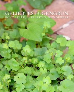 Fugengrün ist KEIN Unkraut, auch kein Beikraut, sondern ein wertvoller Beitrag zum artenreichen, resilienten Garten. Es kostet nichts, braucht keinerlei Pflege, noch nicht einmal zusätzliche Wassergaben. Standorte des Fugengrün sind extrem und niemand käme auf die Idee, dorthin etwas zu pflanzen.
Aber die Natur macht was sie will. Sät Fugengrün überall hin, wo noch ein Platz frei ist. Gerne zwischen Steinplatten, Pflastersteinen, Mauerfugen, am Rand von Lauf- und Gartenwegen. Wo Fugengrün auftaucht, sollte man es unbedingt lassen. Keine andere Gartenpflanze gedeiht so gesund und prächtig wie Fugengrün.
Meine besten und stärksten Pflanzen in der Fuge:
+ Italienisches Leinkraut, Linaria purpurea.
+ Pfirsichblättrige Glockenblume, Campanula.
+ Duftsteinrich ist eine einjährige Pflanze, die sich durch Selbstaussaat im Garten hält. 
+ Lavendel kann auch Fuge und wo sich Lavendel einmal niedergelassen hat, will er auch nicht mehr weg. 
+ Patagonisches Eisenkraut setzt man einmal in den Garten und lässt ein nach der Blüte einfach stehen. 
+ Katzenminze sollte man mit Vorsicht genießen. Einmal im Garten und man wird es nie wieder los. 
+ Bei Steinkraut, Alyssum ist der Name Programm. 
+ Teppich-Sedum ist ein wüchsiger Bodendecker. Überwächst Schotterstreifen und alles andere auch.
+ Schwarzäugige Susanne, Thunbergia kann auch Fuge. Die einjährige Kletterpflanze bildet im Laufe des Sommers immer neue grundständige Triebe, die sich ihren Weg bahnen.
+ Teppich-Thymian ist ein vielseitiger Bodendecker, Würzkraut, Heilmittel gegen Blattläuse und es vergrämt Schnecken. 
+ Walzen-Wolfsmilch, Euphorbia gedeiht in praller Sonne und in Nichts: 
+ Veilchen vermehren sich in Beeten und eben auch im Pflaster.
+ Zimbelkraut ist ein winziger Bodendecker, der in Pflaster- und Mauerfugen wächst. 
Ich entferne Fugengrün nur wenn es zur Stolperfalle wird.
Im Blog: Fugengrün und ihre Sämlinge erkennen, Bilder, Tools & Tipps
https://www.wo-blumenbilder-wachsen.de/geliebtes-fugengruen/
Kurzlink: 
https://www.insbeet.de/Fugengruen 
#Garten #Gartenpflanzen #Natur #Lumixphotography #Pflanzen #LebenmitBlumen #Gartengestaltung