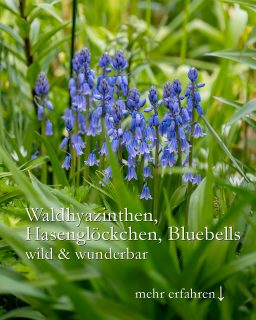 Hasenglöckchen, Bluebells, Waldhyazinthen
Drei Namen, eine fantastische Frühlingsblume zum Verwildern.
+ Standort: Halbschatten, Gehölzrand
+ Boden: humos, sollte im Sommer nicht völlig austrocknen
+ Pflanzzeit er Zwiebeln: September bis November
+ Blütezeit: im April
+ Vermehren: einfach machen lassen
+ Pflege: keine. Im Herbst setzen, dann wachsen, blühen und in Ruhe verwelken lassen. Anschließend welke Blütenstände rausziehen aber die Blätter dran lassen, bis auch sie sich von alleine zurückziehen. Gut gewählte Pflanzpartner kaschieren das welkende Laub.
Es gibt zwei Sorten: Das blaue oder weiße atlantische und das spanische Hasenglöckchen, das rosa, weiß oder blau blüht. Dazwischen jede Menge Hybriden. Ihrem Drang zum Verwildern sei Dank.
Im Blog: Waldhyazinthen Besonderheiten, Pflanzpartner
https://www.wo-blumenbilder-wachsen.de/waldhyazinthen-wild-wunderbar/
https://www.insbeet.de/Waldhyazinthen
#bluebells #visitengland #hasenglöckchen #frühlingsblumen #schattengarten #wald #blumenliebe #blumenmachenglücklich #natur #omsystemde #frühlingsboten #blumen #blumengarten #1000gutegruende #pflanzenliebe #blumenmeer #gartentipps #gartenwissen #pflanzenwissen #gartenblog #naturgarten #gartenideen #gärtnern #gartenblogger #gartensaison #bienenfreundlich #insektenfreundlich #garten #zwiebelblumen